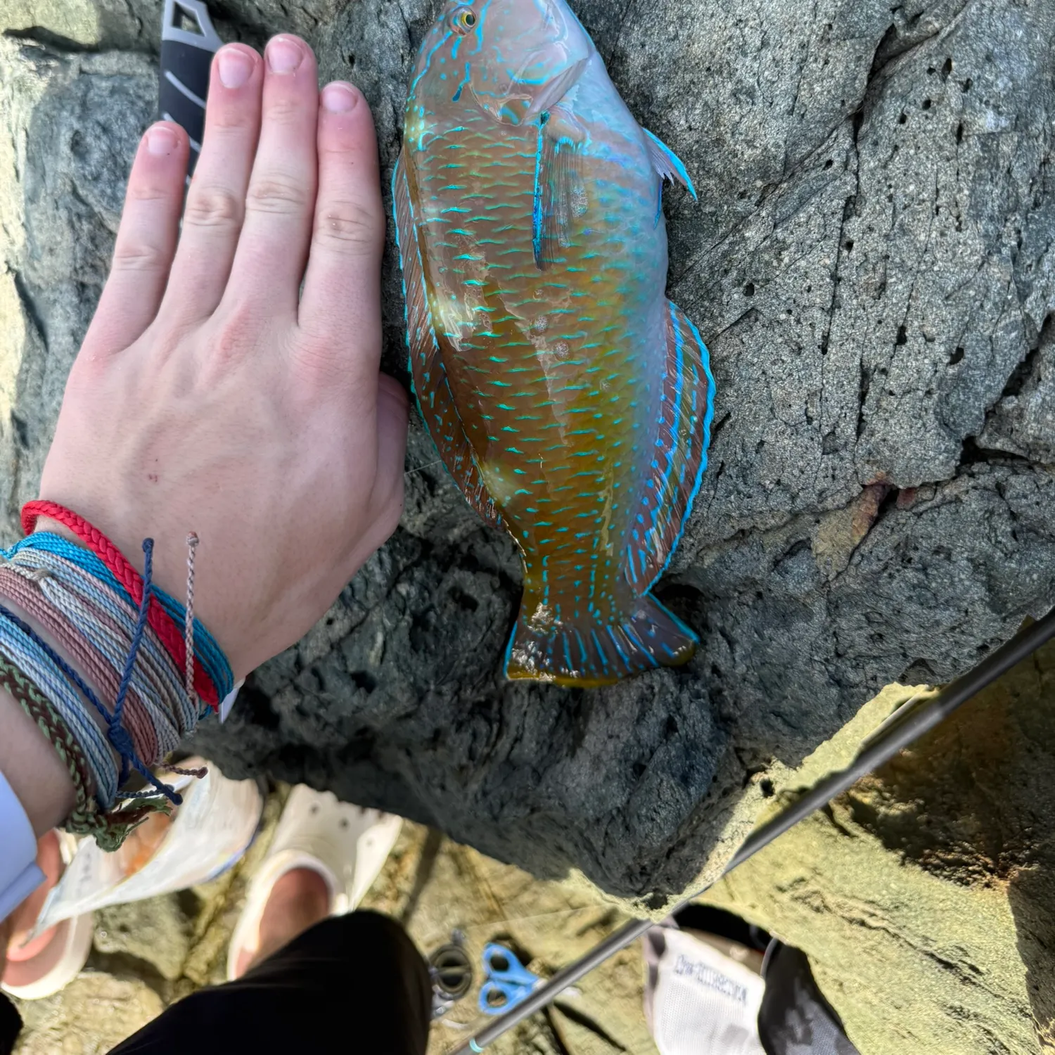 The most recent Common parrotfish catches on Fishbrain
