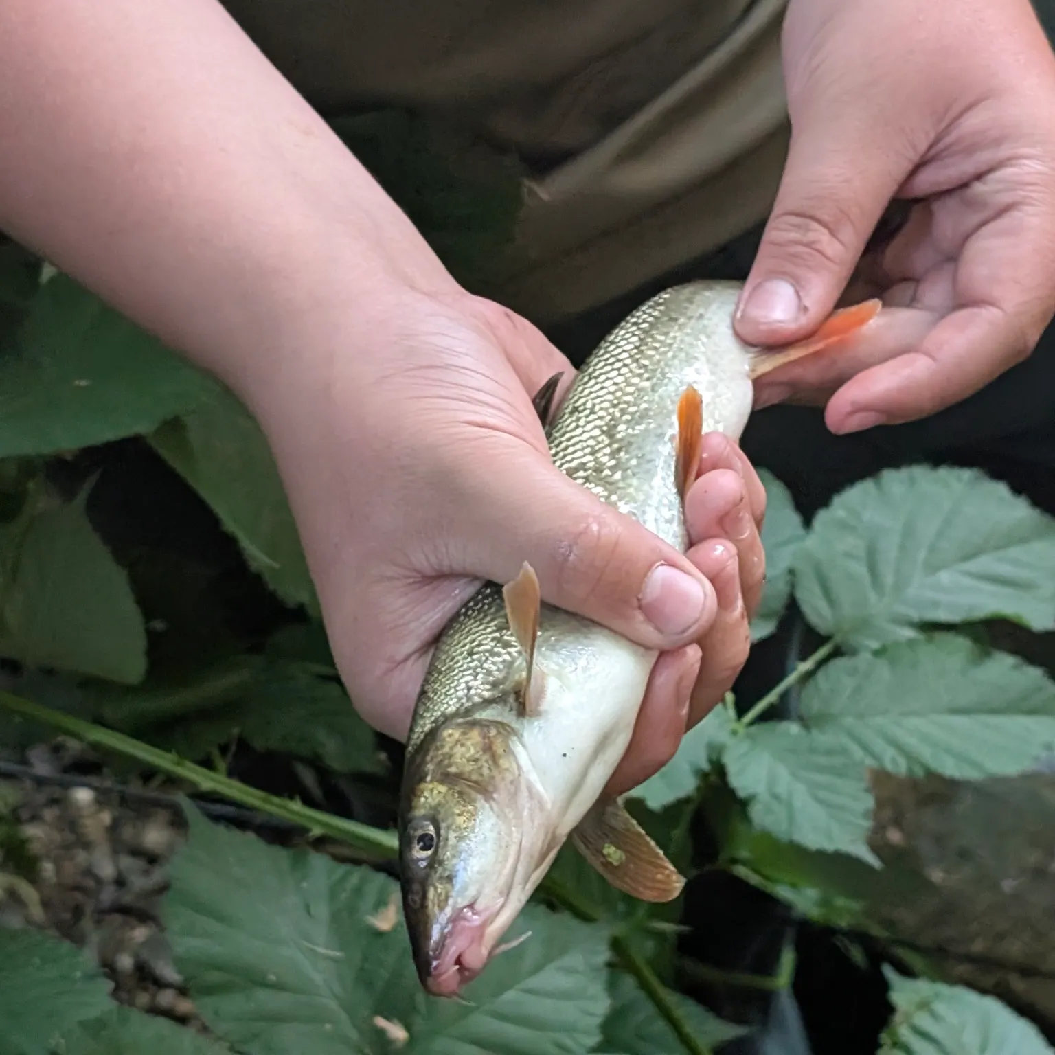 The most recent Common barbel catches on Fishbrain