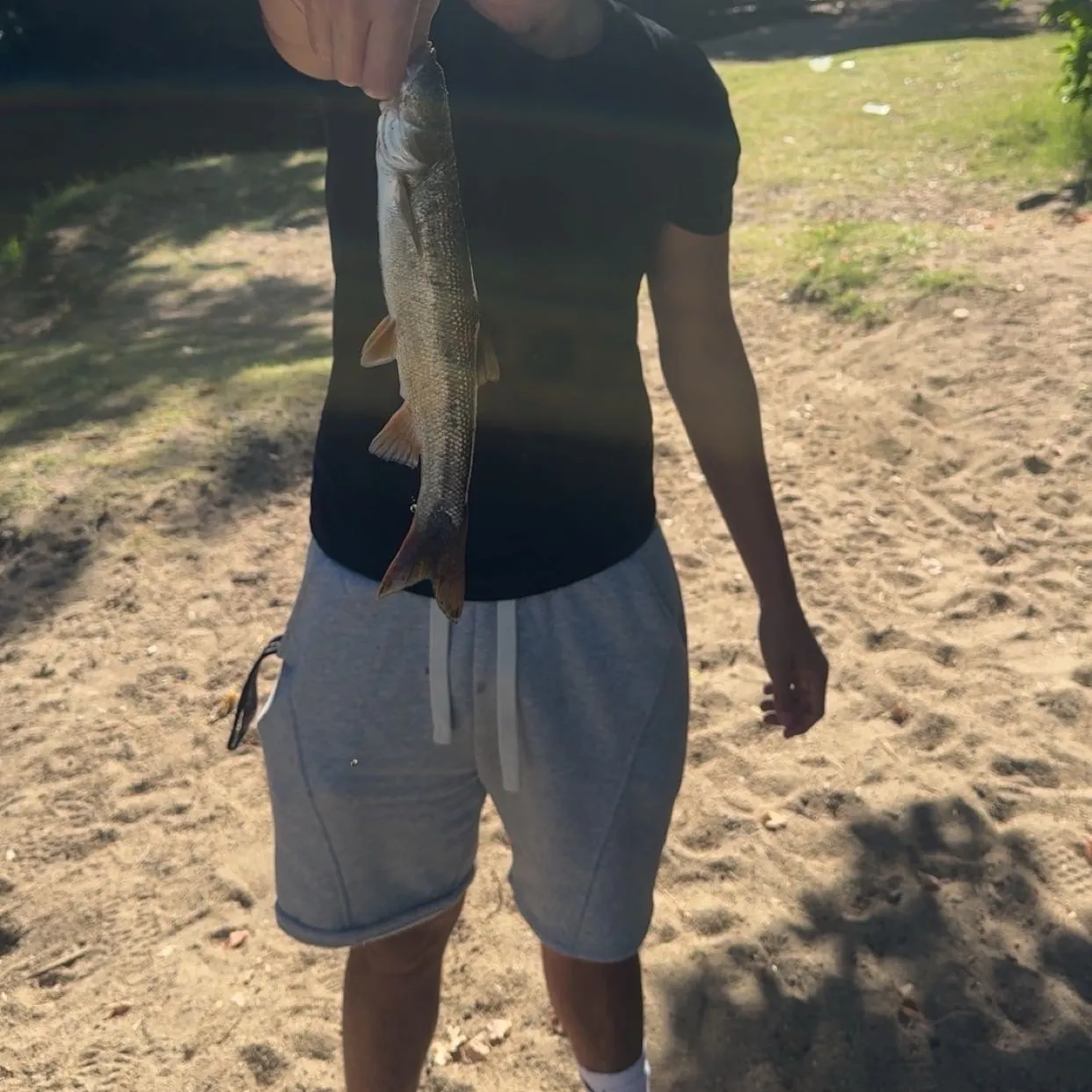 The most recent Sacramento pikeminnow catches on Fishbrain
