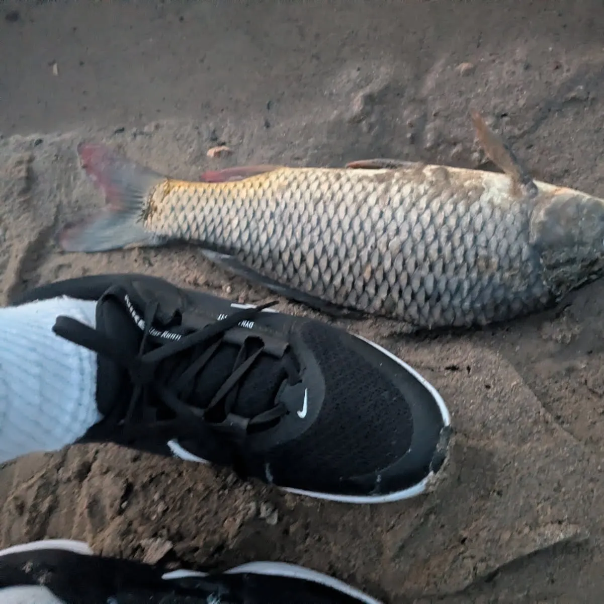 Common carp caught on Fishbrain