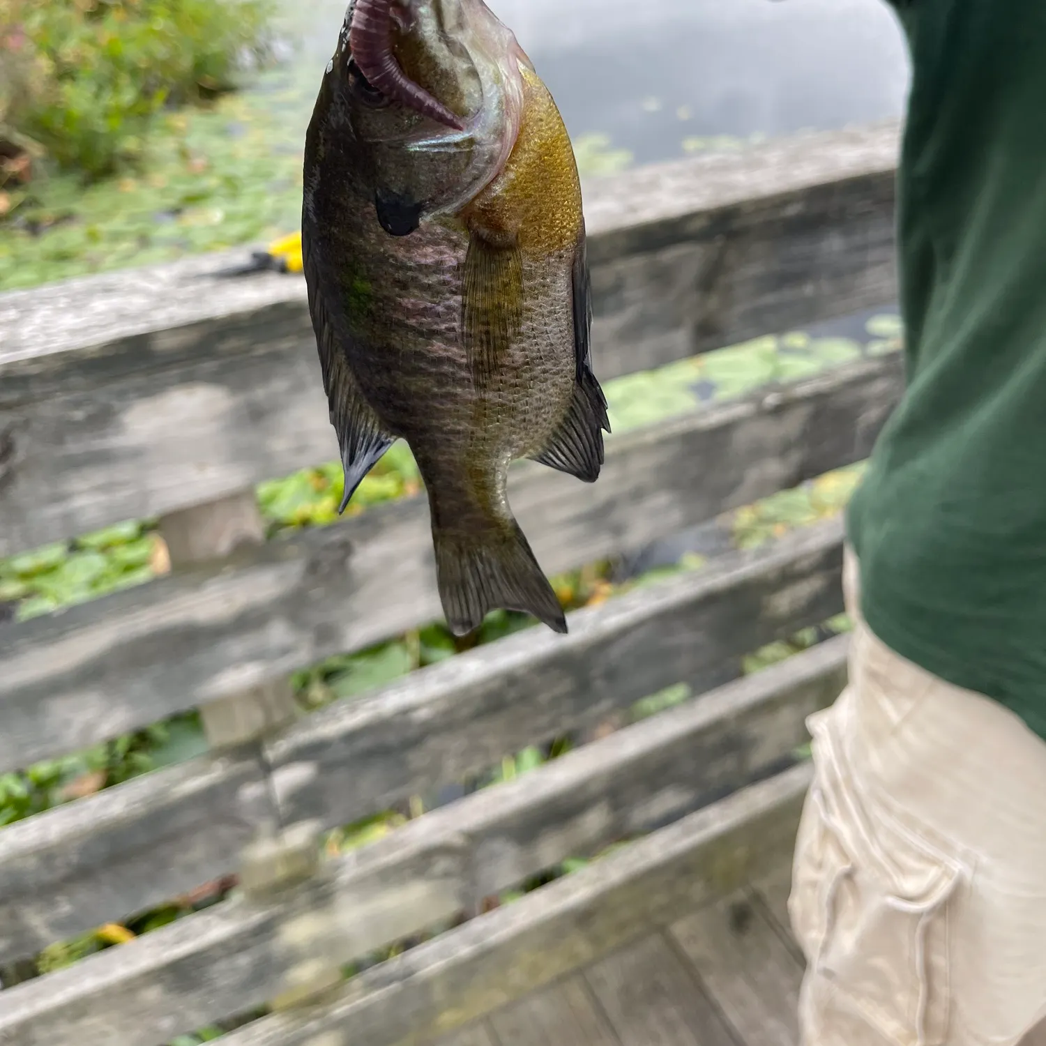 Bluegill caught on Fishbrain