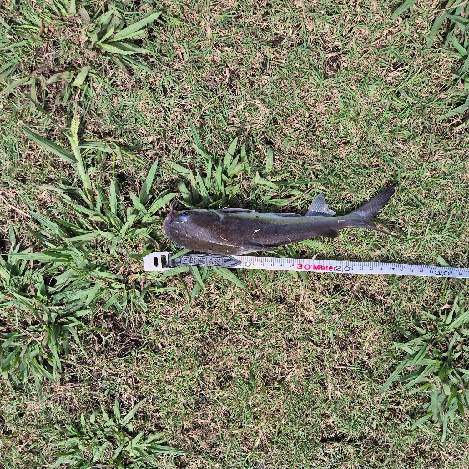 The most recent Blue salmon catfish catches on Fishbrain