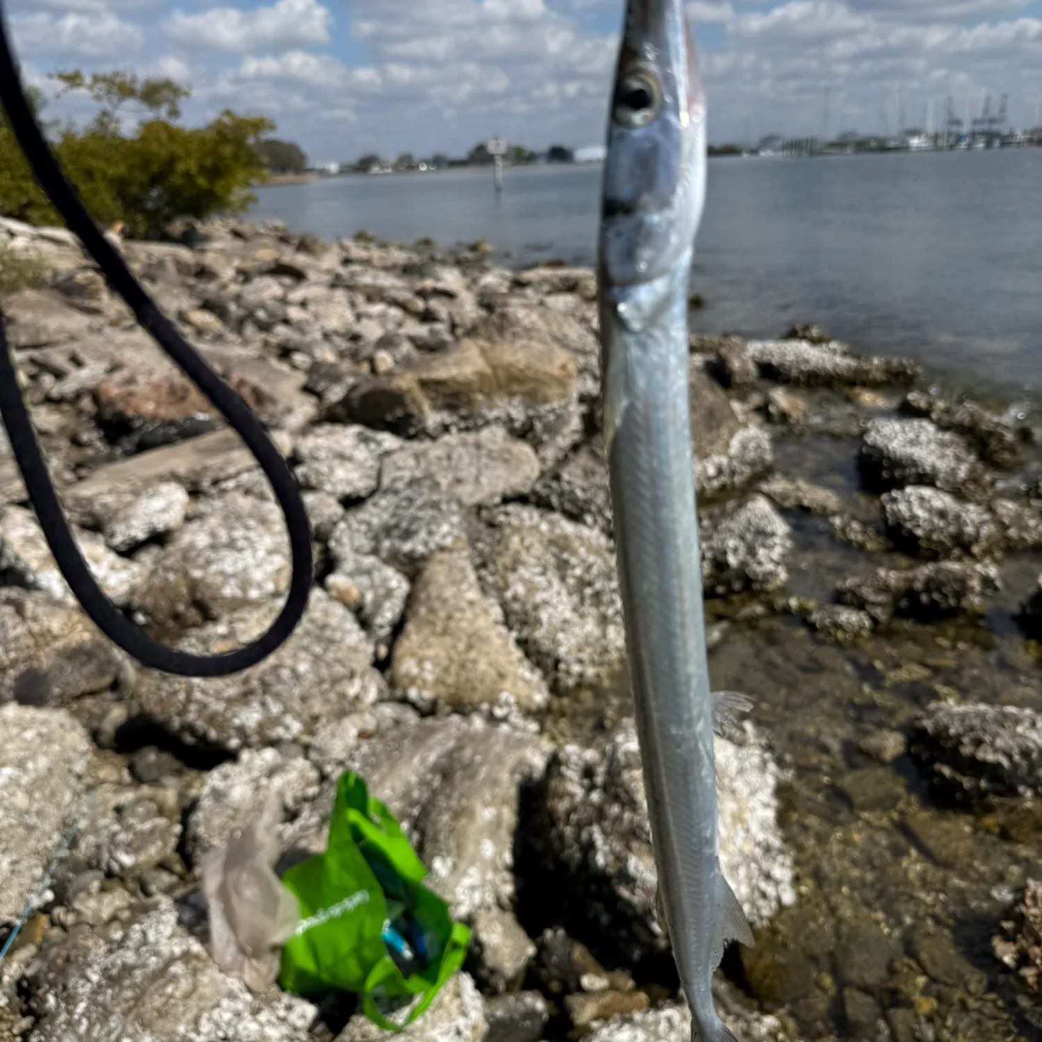 The most recent Atlantic needlefish catches on Fishbrain