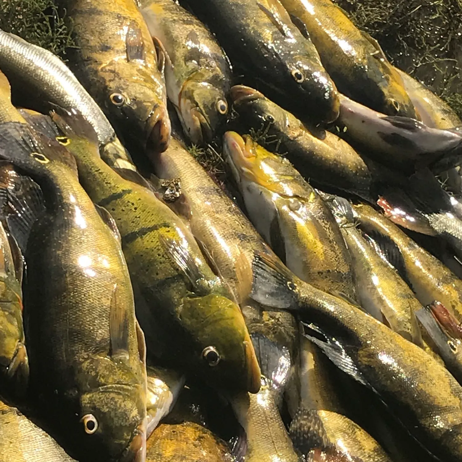 recently logged catches