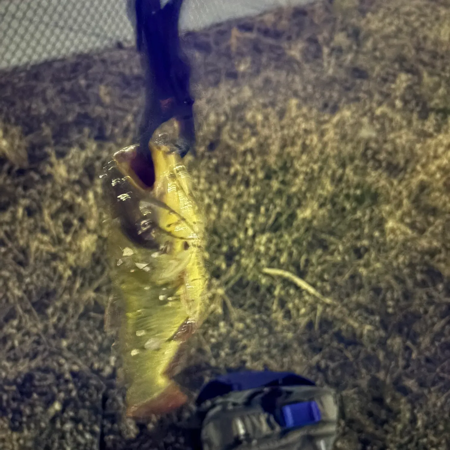 Yellow bullhead caught on Fishbrain