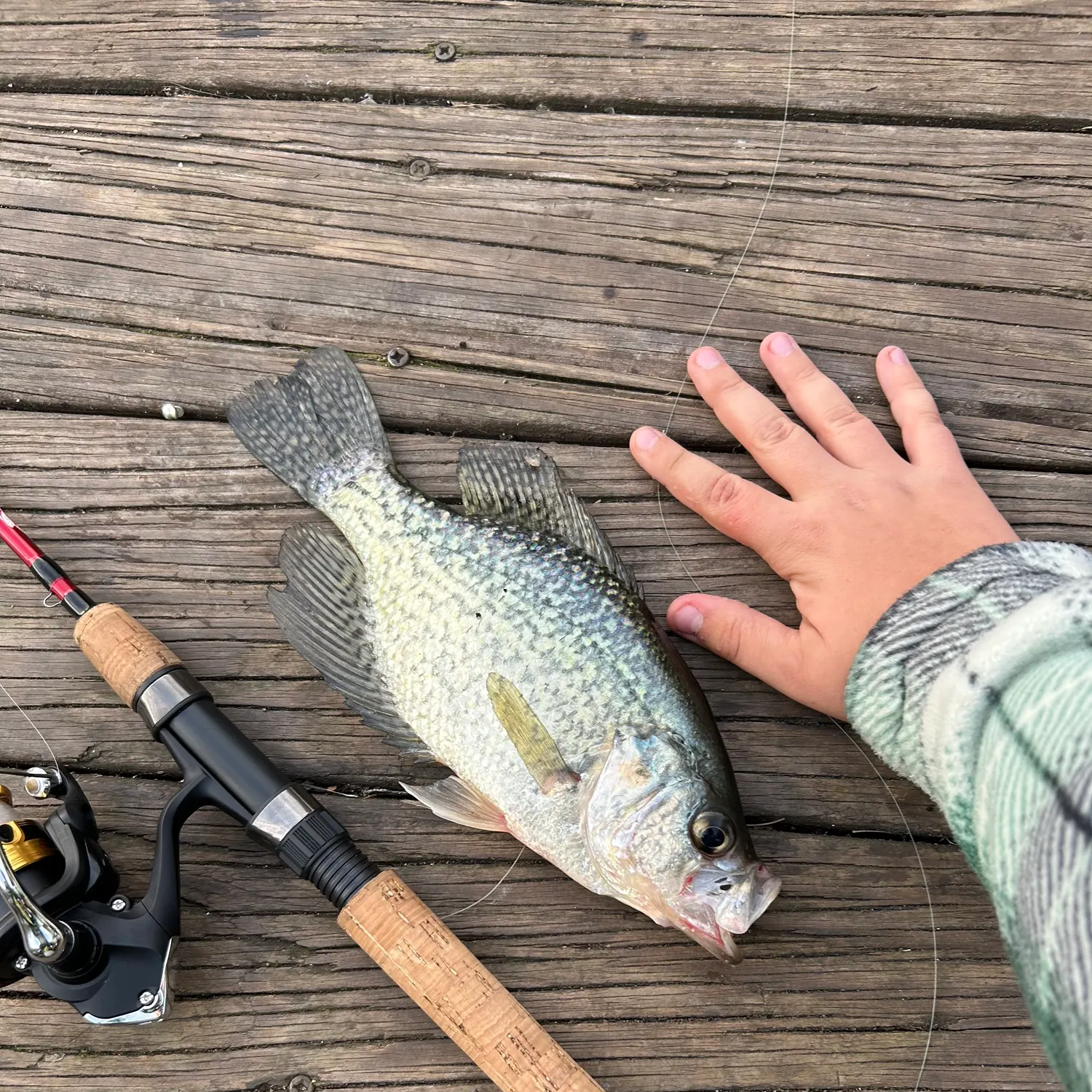 Black crappie caught on Fishbrain
