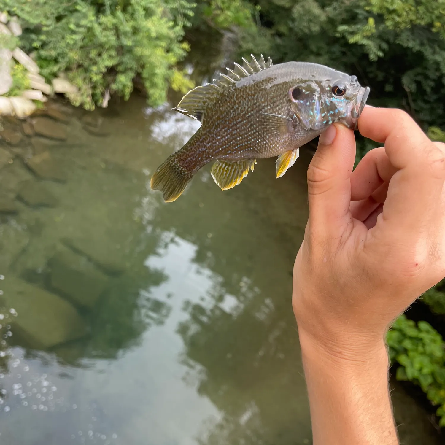 Green sunfish caught on Fishbrain