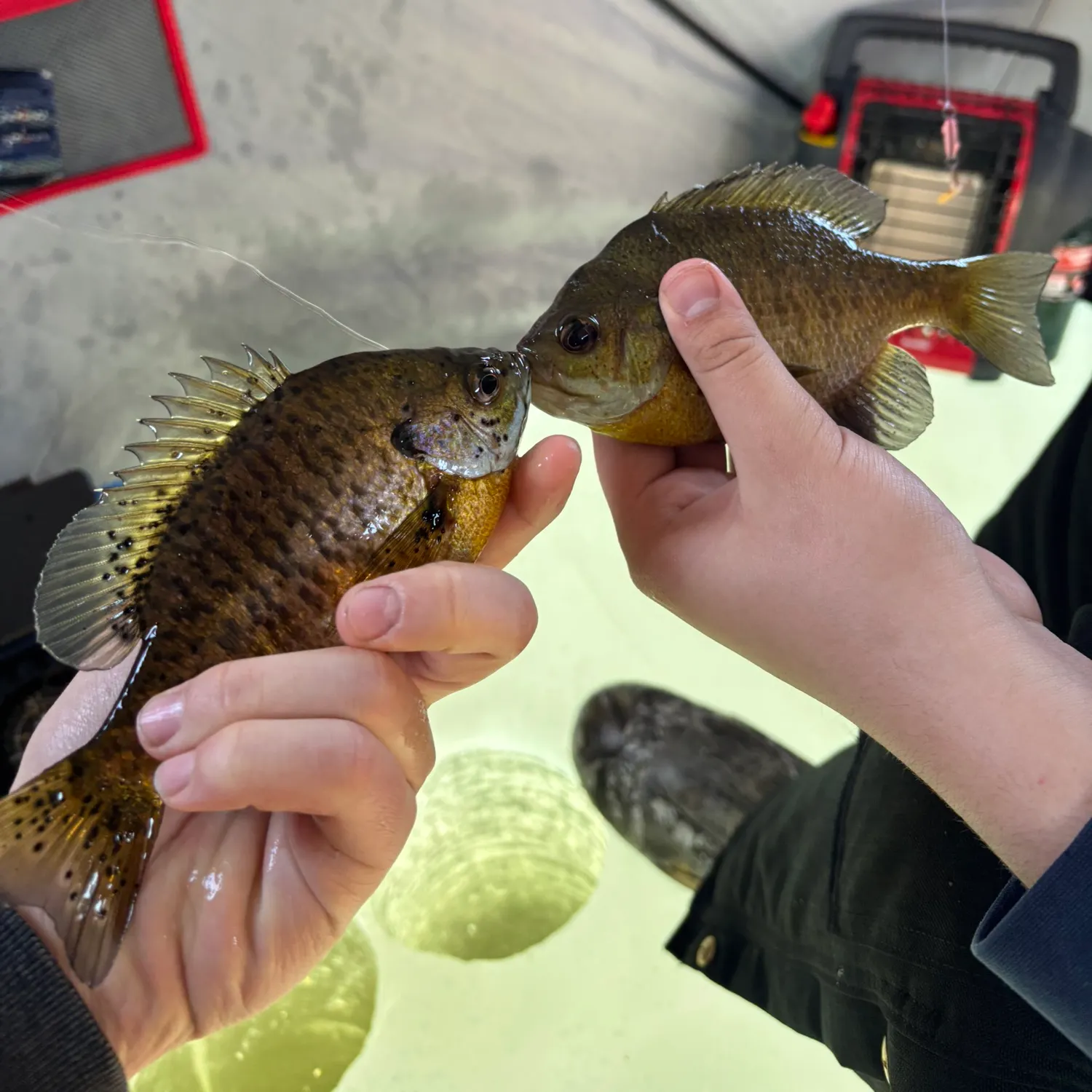 recently logged catches