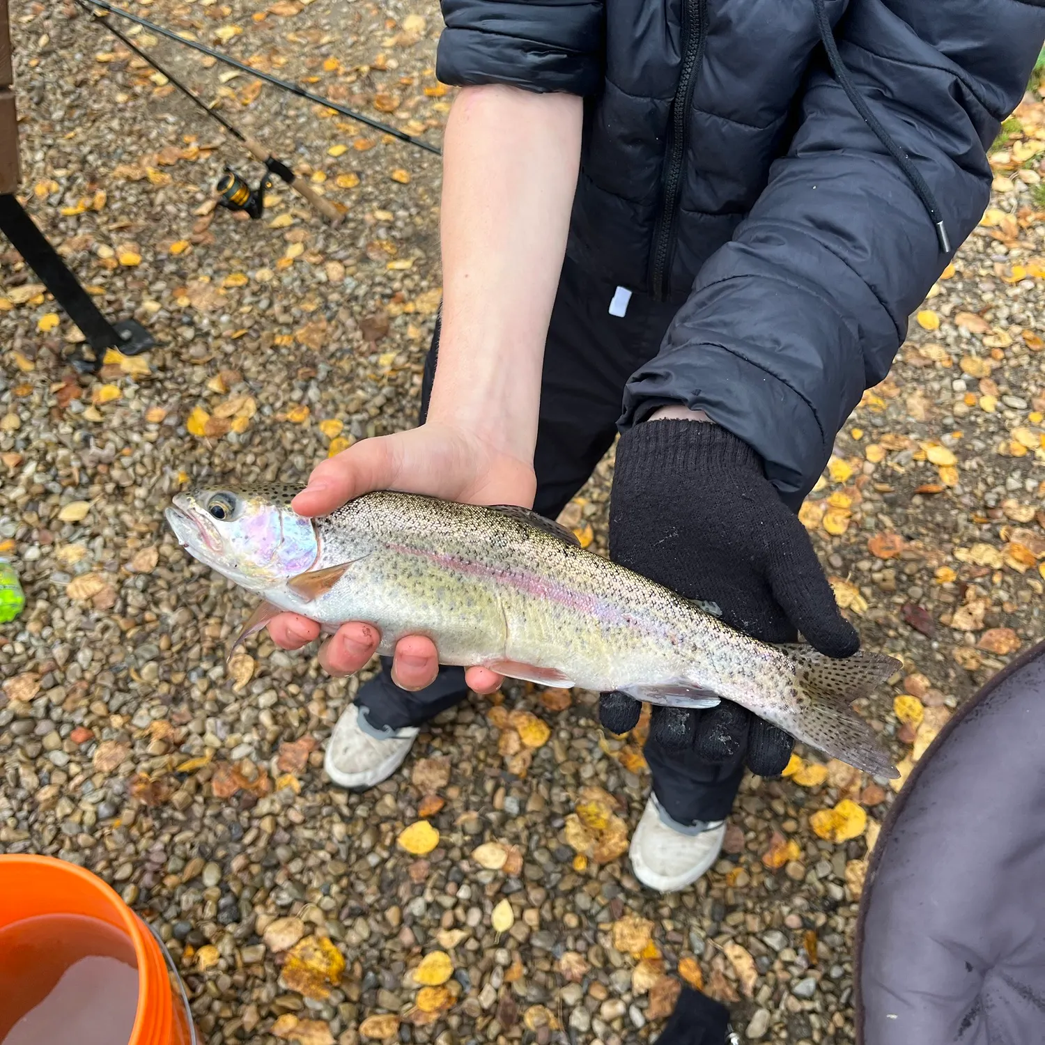 Rainbow trout caught on Fishbrain