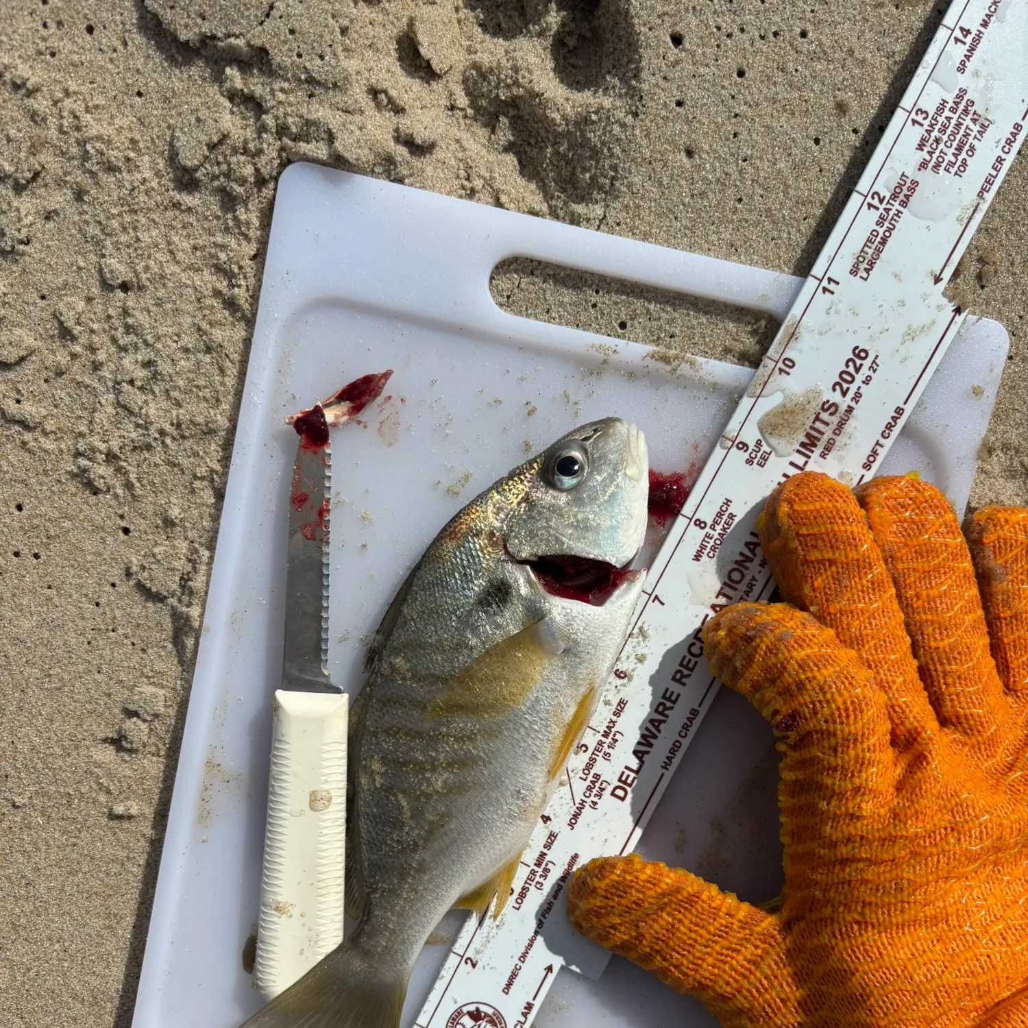 Spot croaker caught on Fishbrain