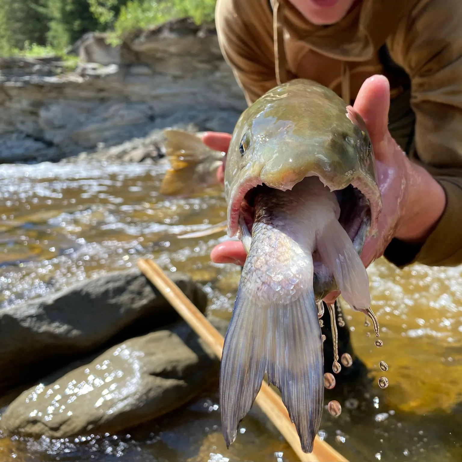 The most recent Dolly varden catches on Fishbrain