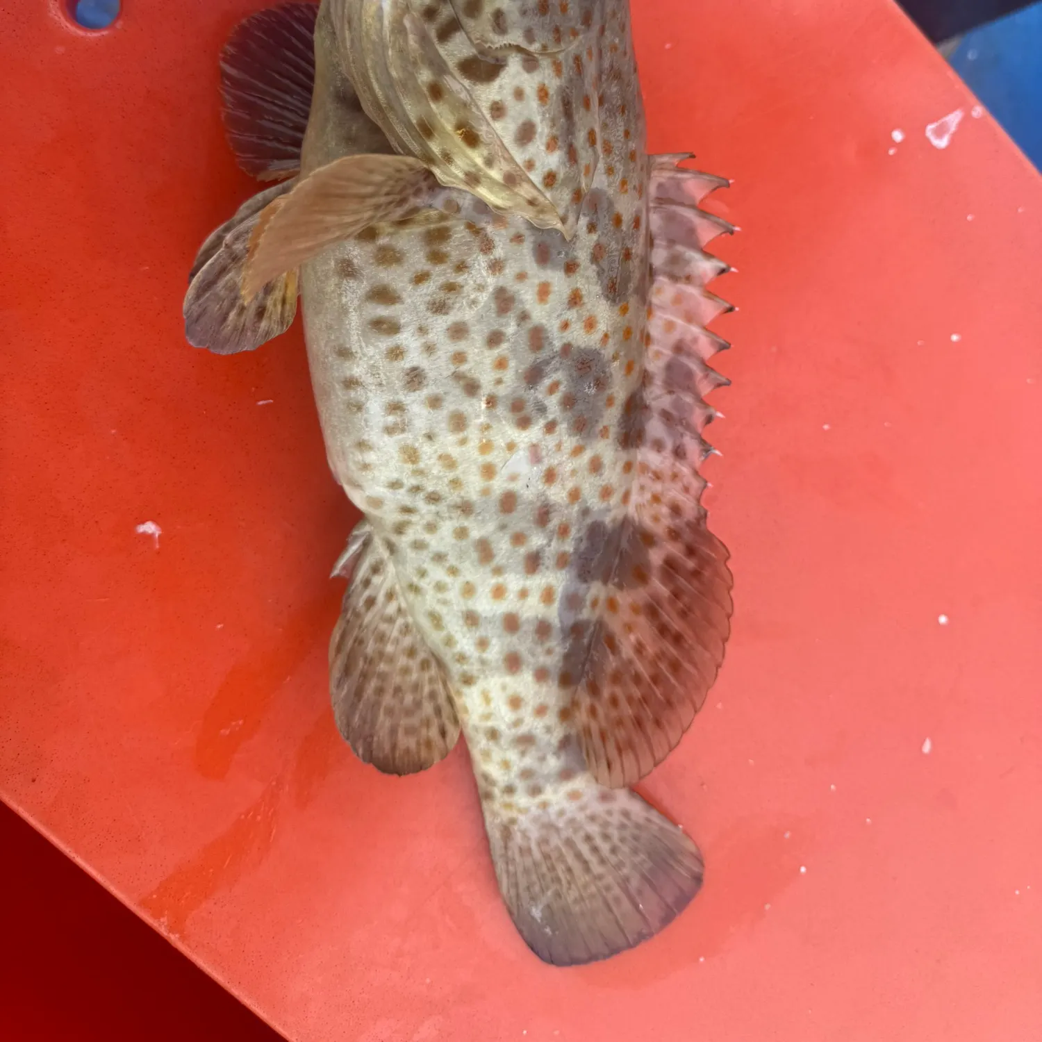 The most recent Orange-spotted grouper catches on Fishbrain