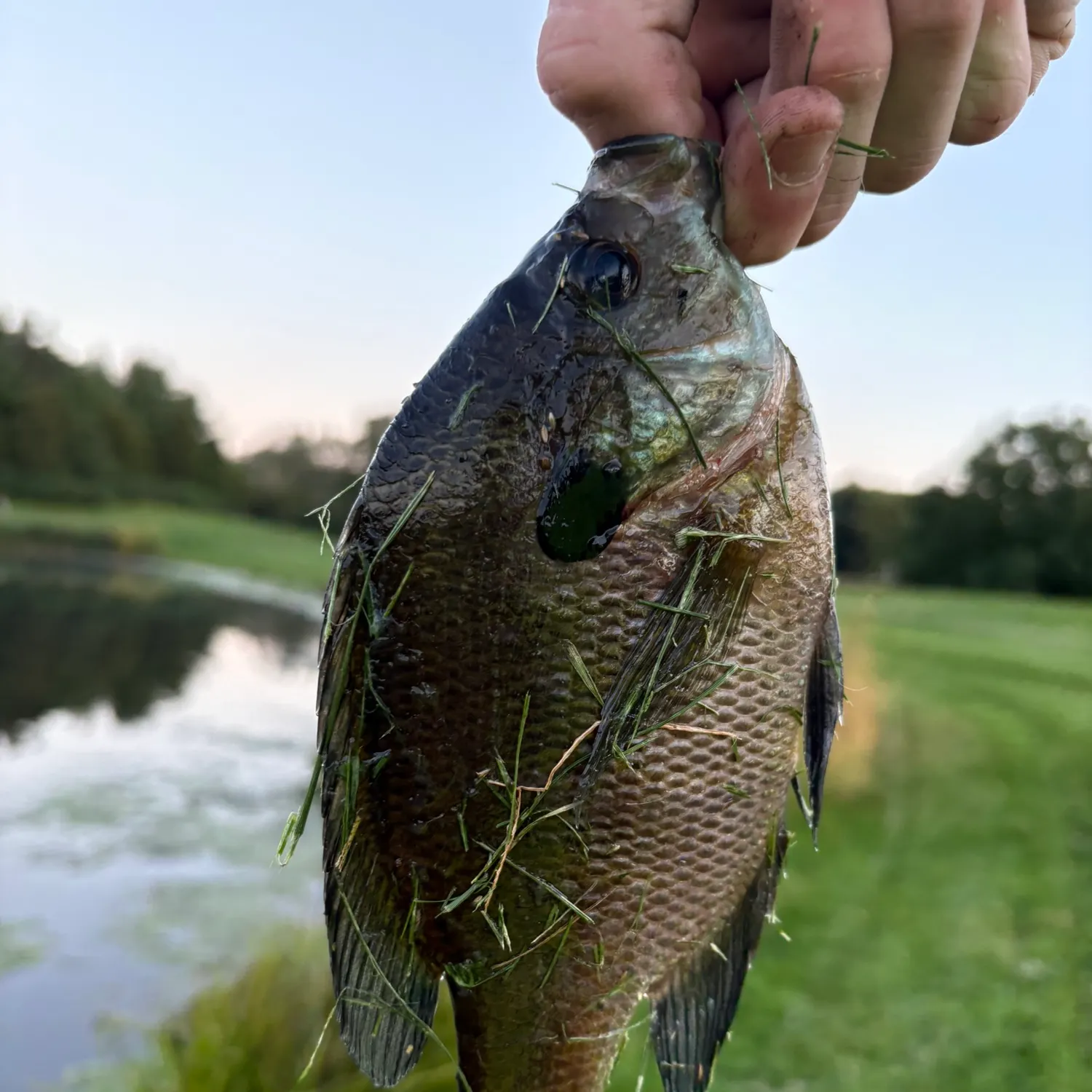 Bluegill caught on Fishbrain