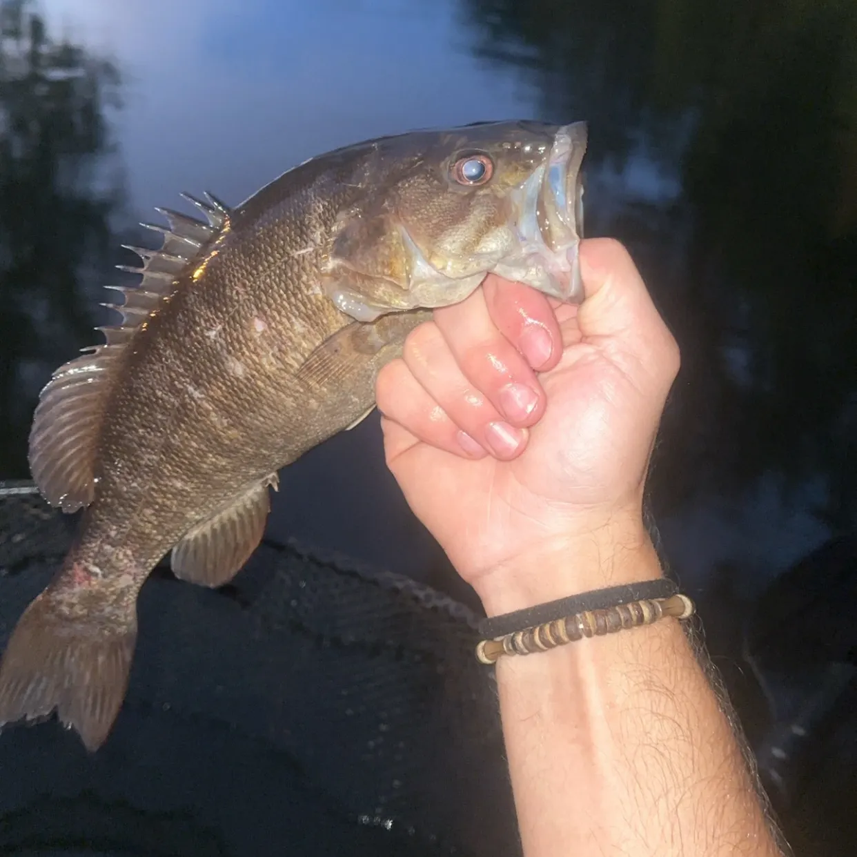 Smallmouth bass caught on Fishbrain