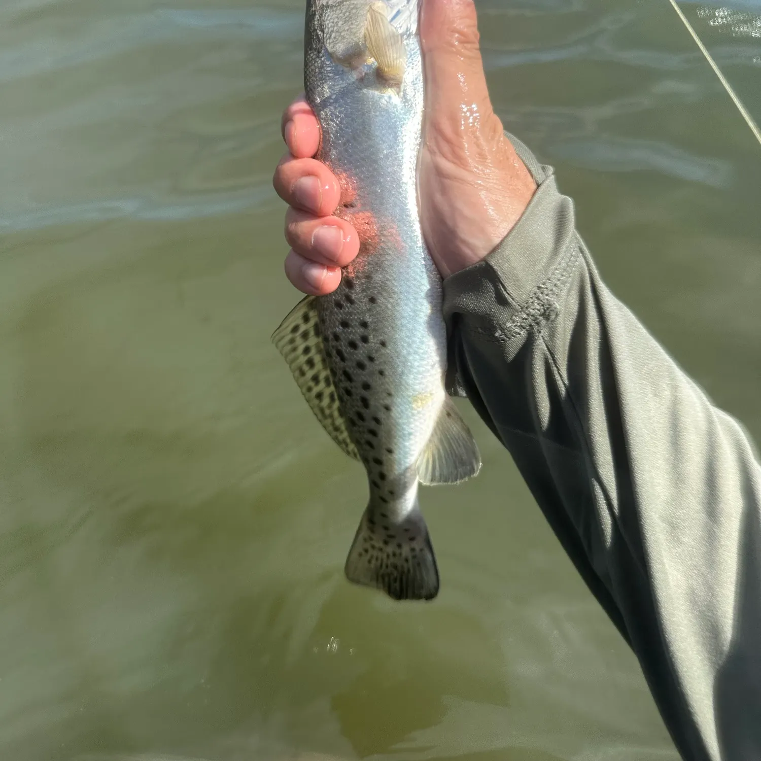 Spotted seatrout caught on Fishbrain