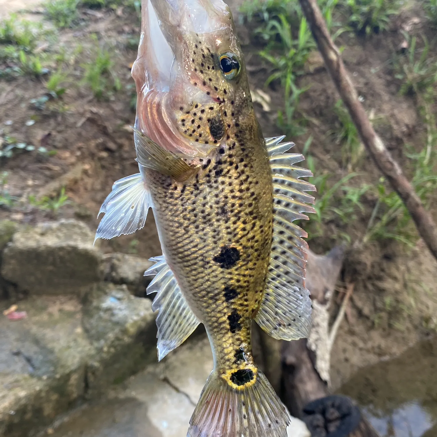 The most recent Red bay snook catches on Fishbrain