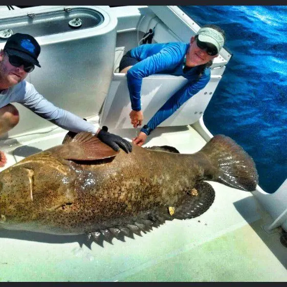 Black grouper caught on Fishbrain