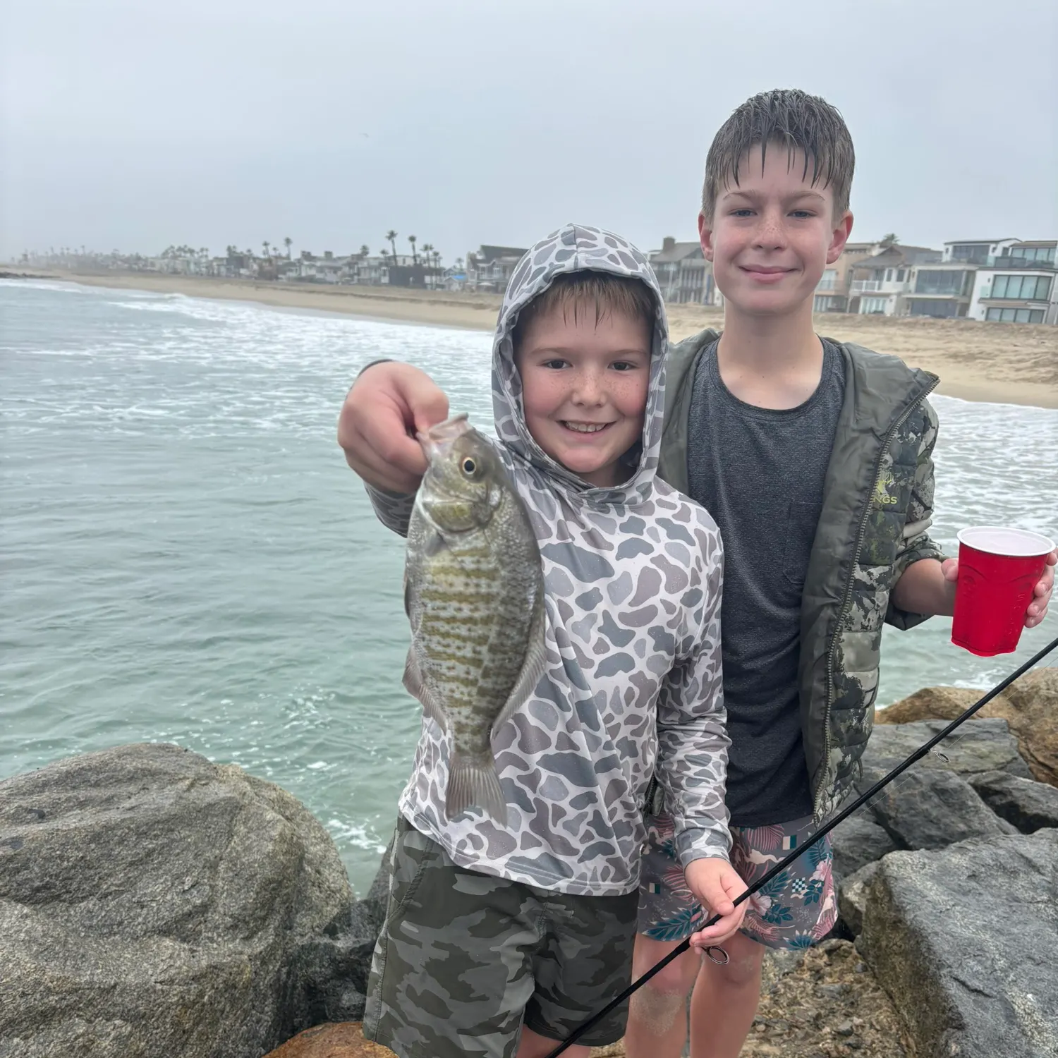 The most recent Barred surfperch catches on Fishbrain