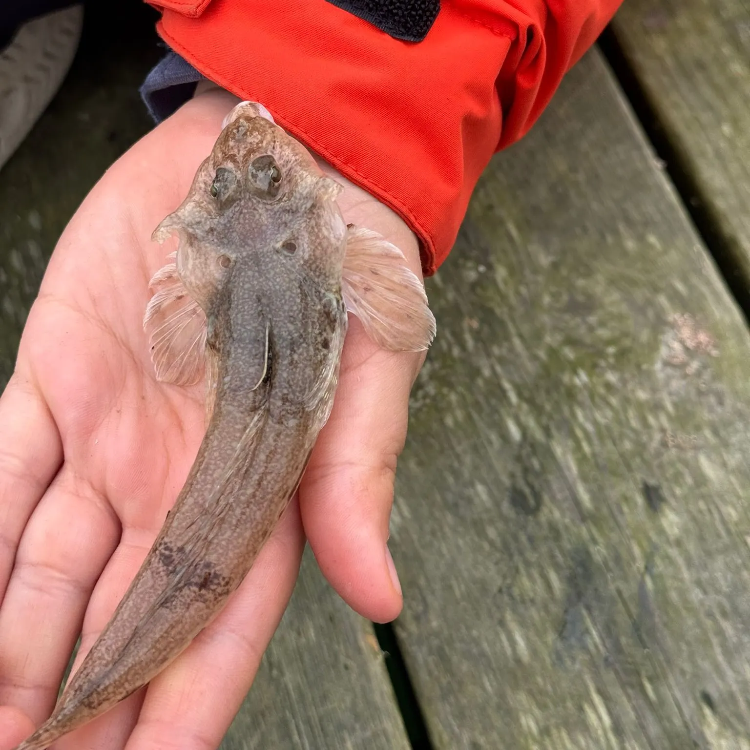 The most recent Dragonet catches on Fishbrain