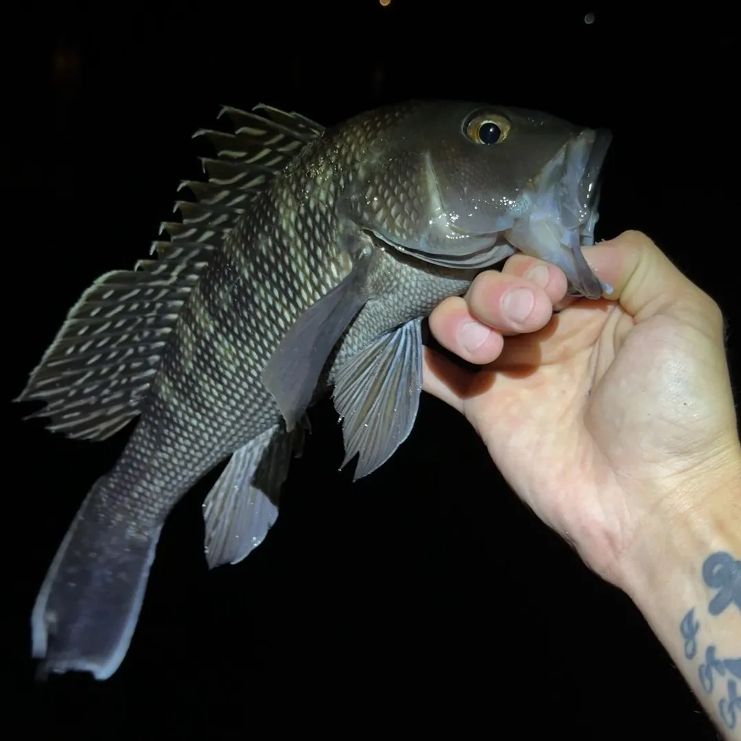 Black sea bass caught on Fishbrain