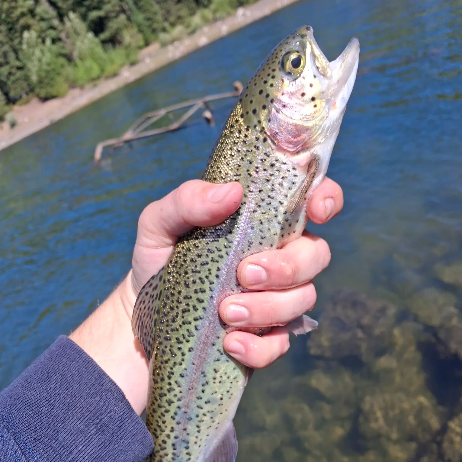 Rainbow trout caught on Fishbrain