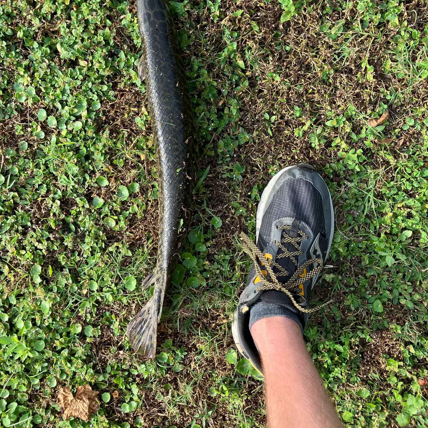 The most recent Florida gar catches on Fishbrain