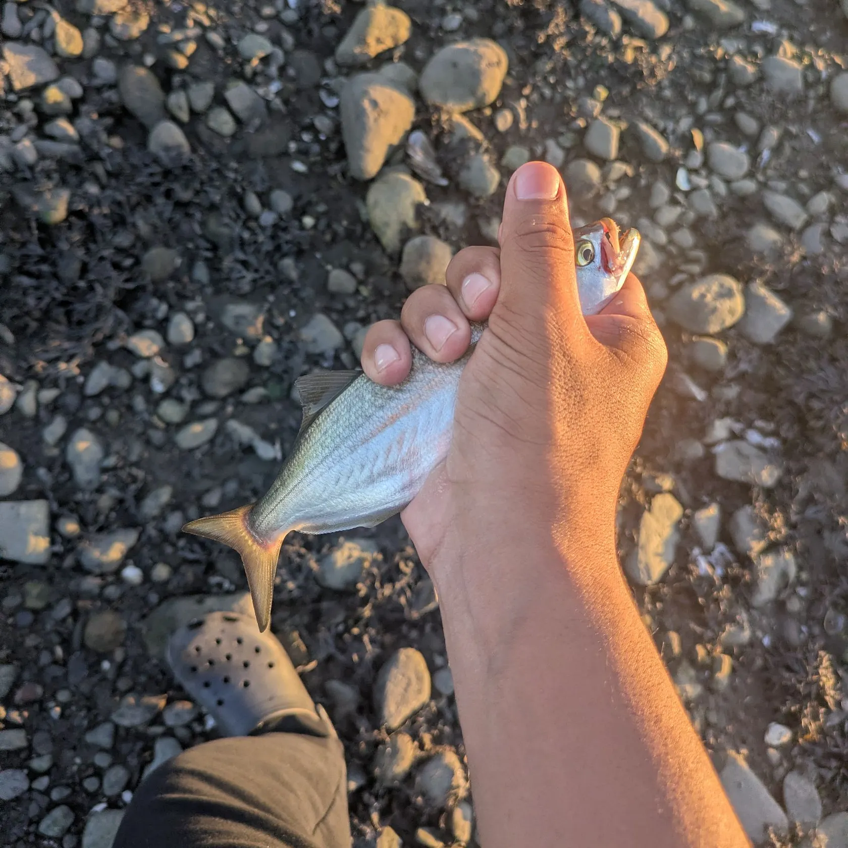 Bluefish caught on Fishbrain