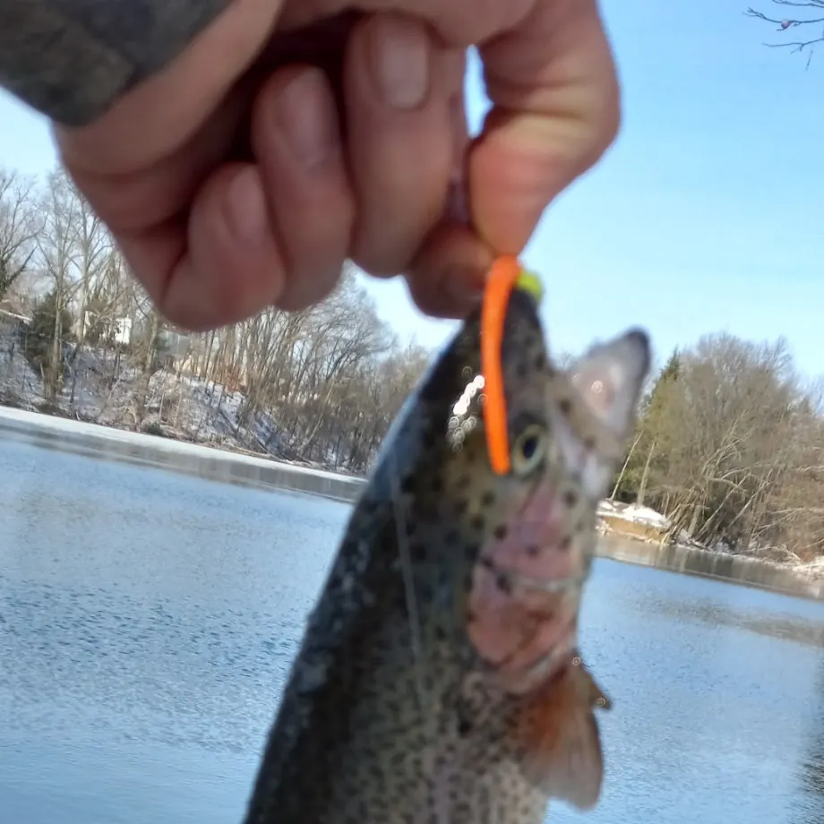 The most recent Rainbow trout catches on Fishbrain
