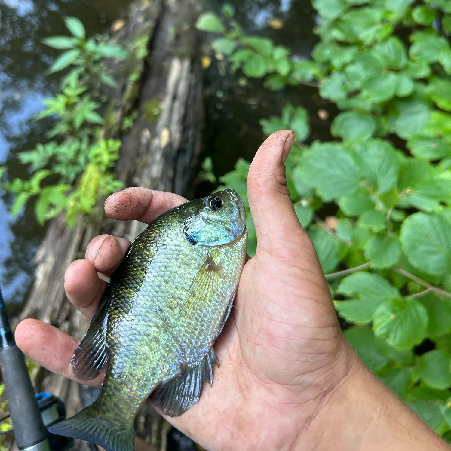 Bluegill caught on Fishbrain