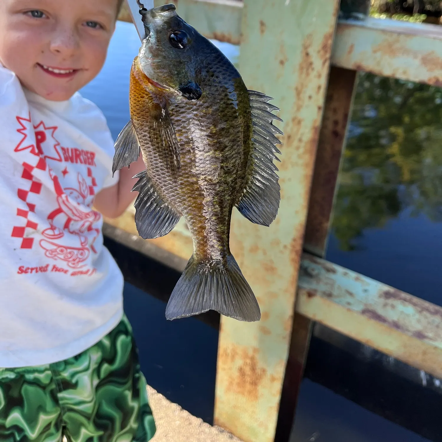 Bluegill caught on Fishbrain