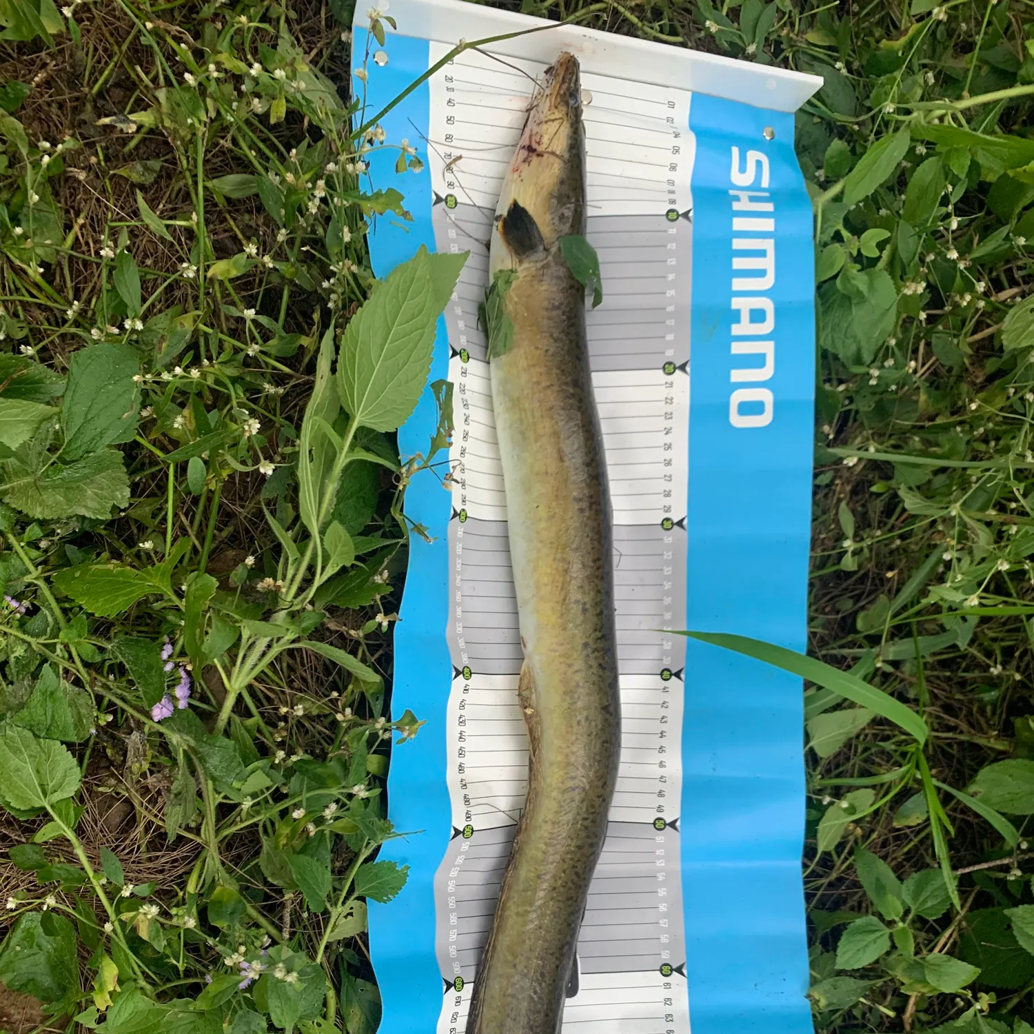 The most recent Shortfin eel catches on Fishbrain
