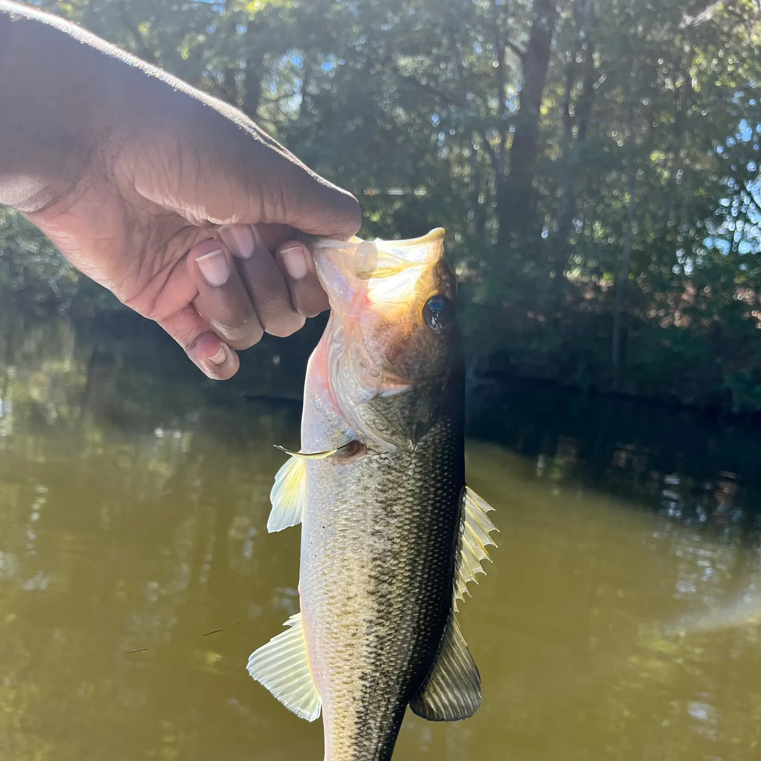 Largemouth bass caught on Fishbrain