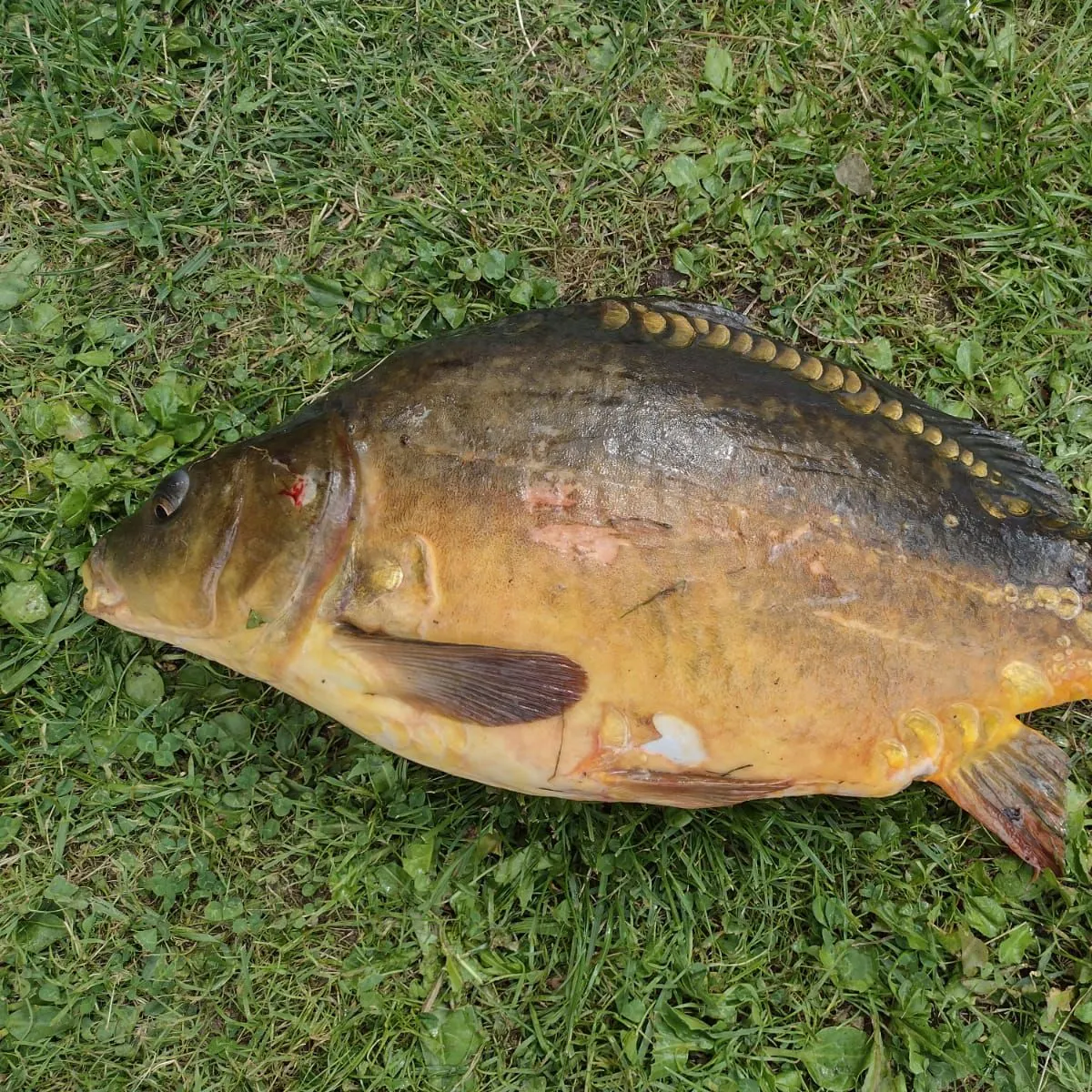 Fish caught on Fishbrain