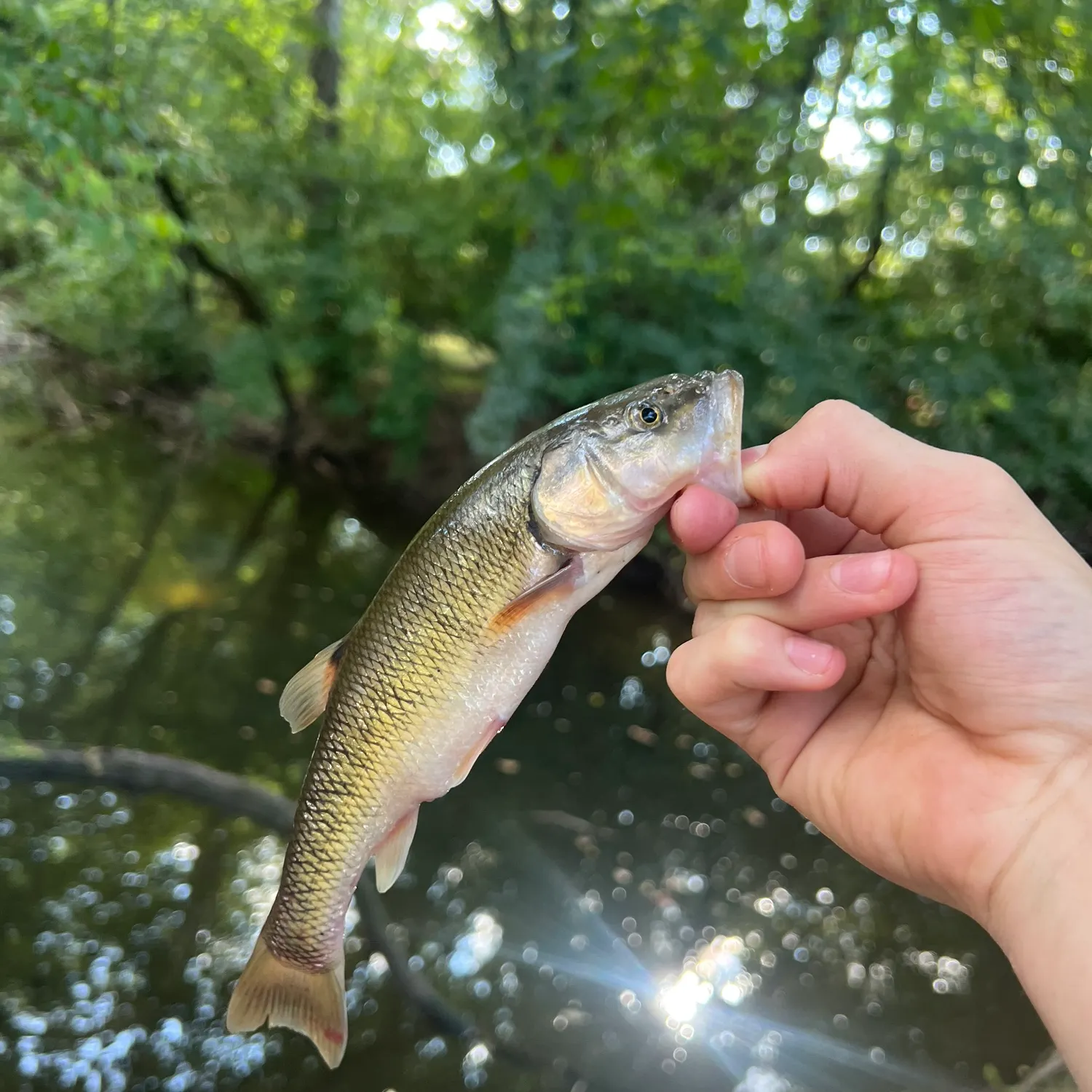 Creek chub caught on Fishbrain