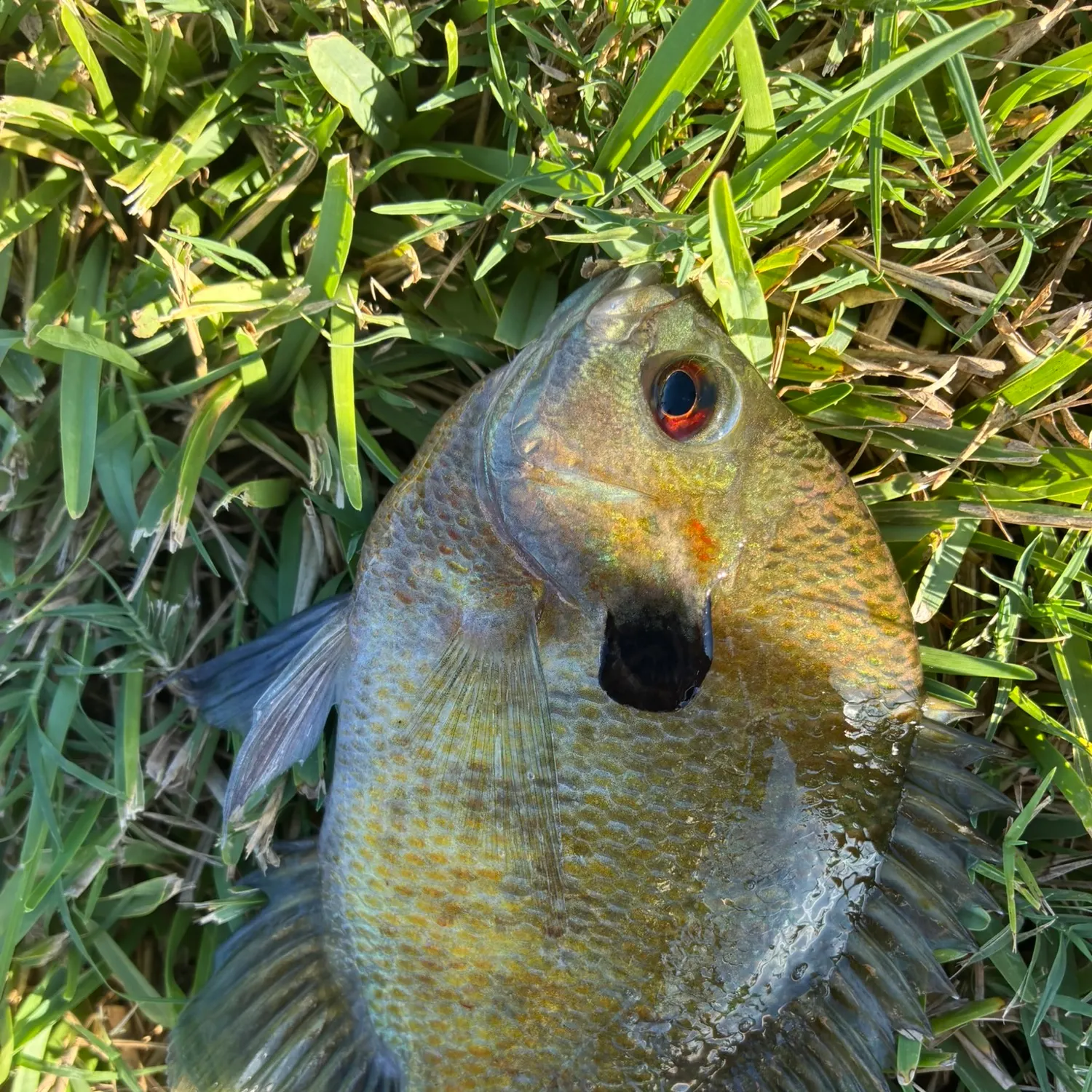 Fish caught on Fishbrain