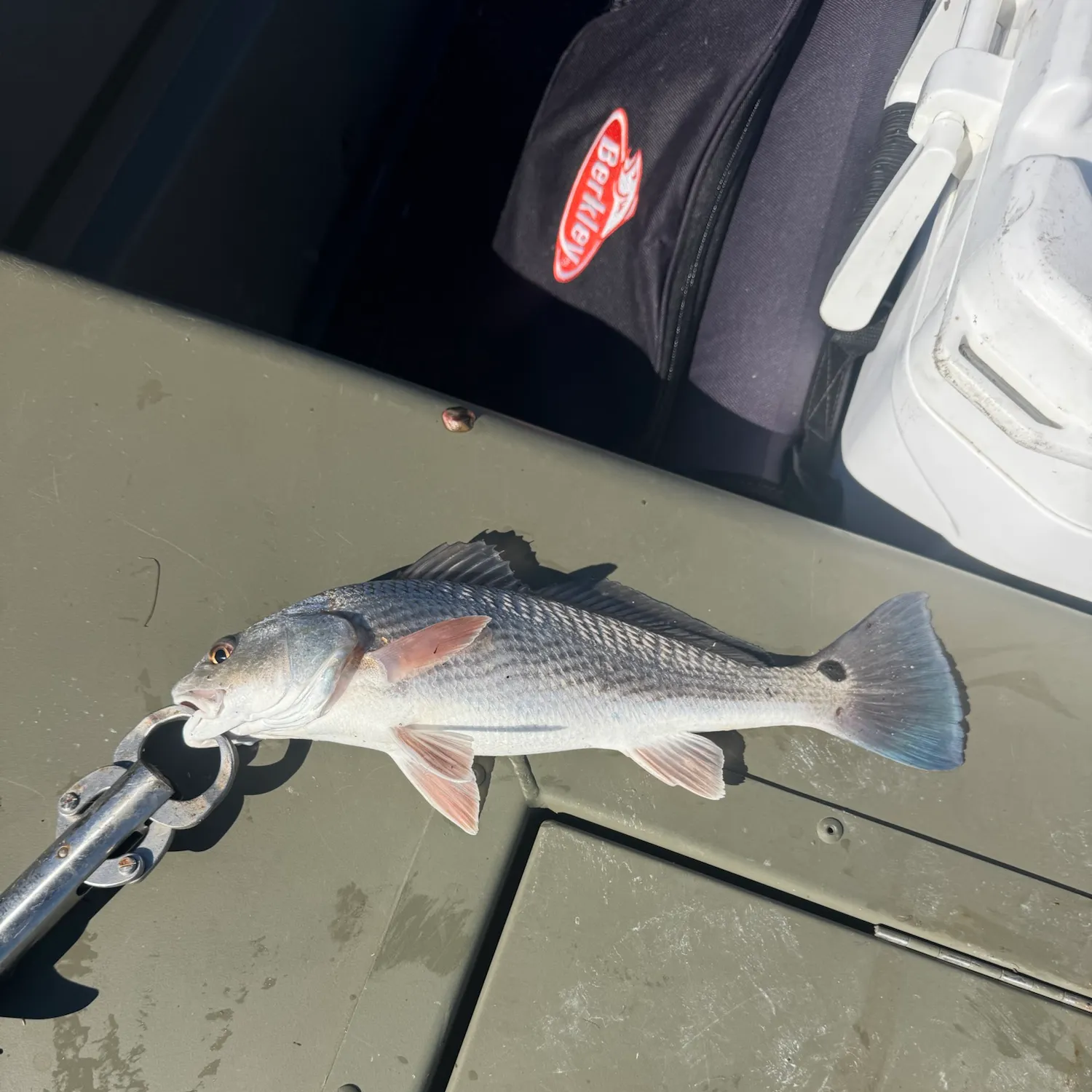 Red drum caught on Fishbrain