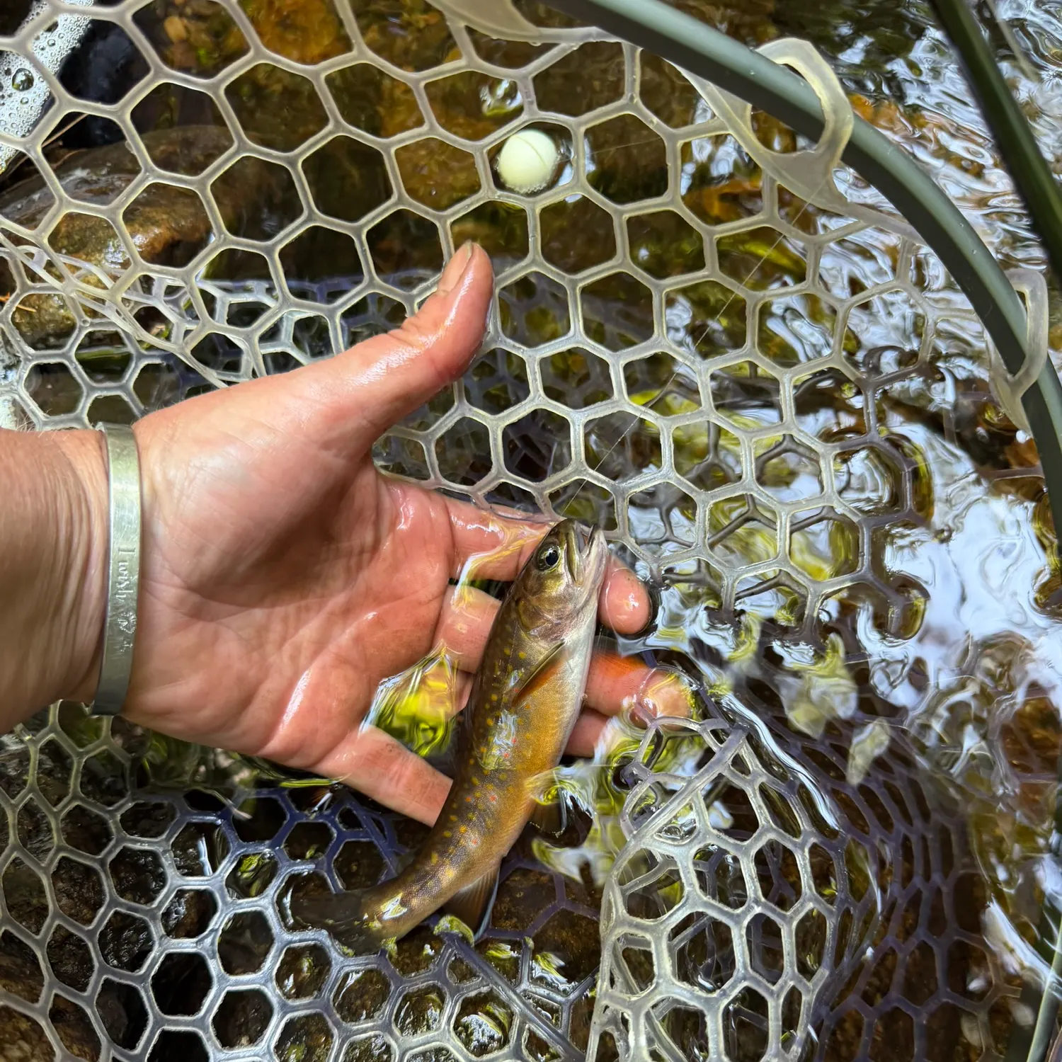 Brook trout caught on Fishbrain