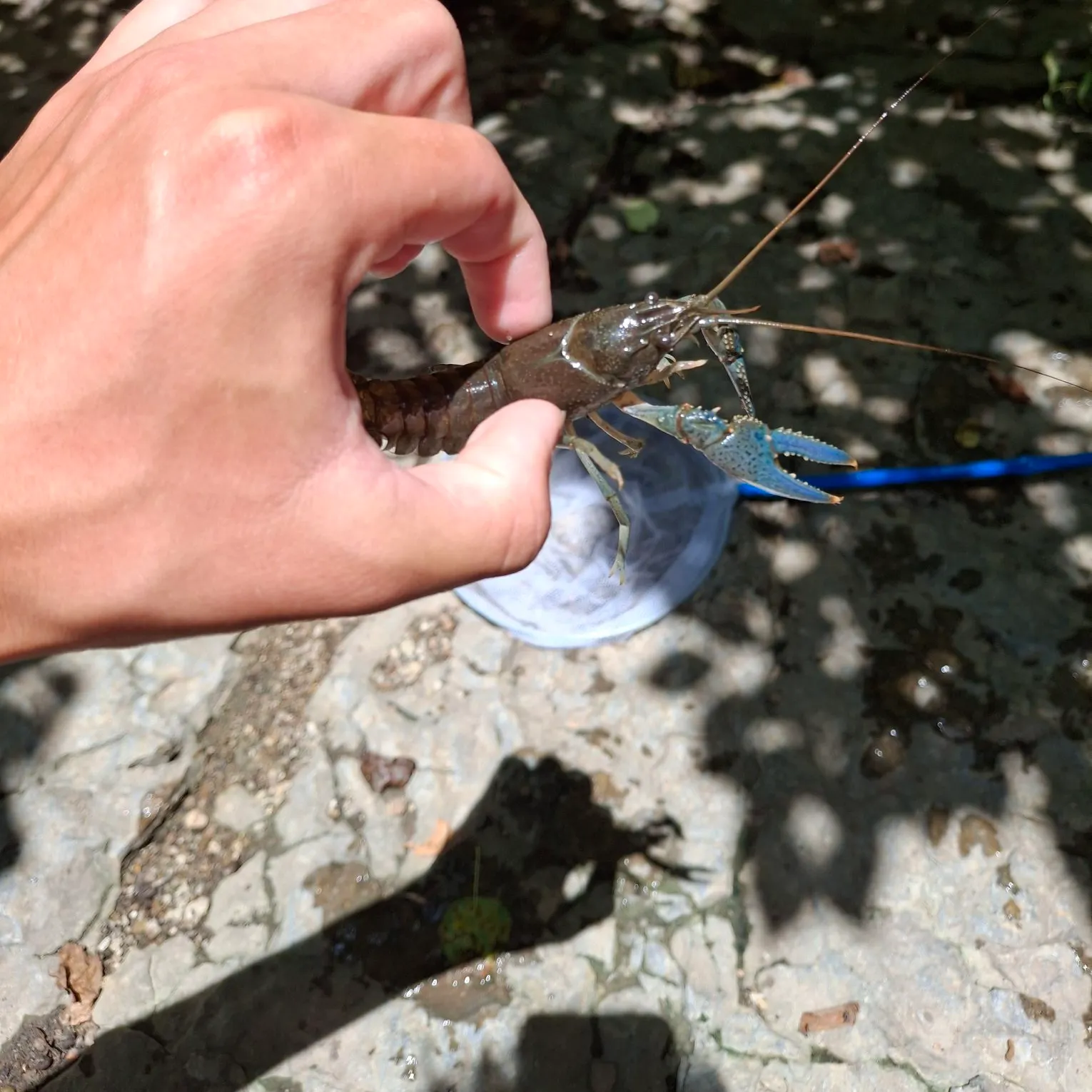 The most recent Virile crayfish catches on Fishbrain