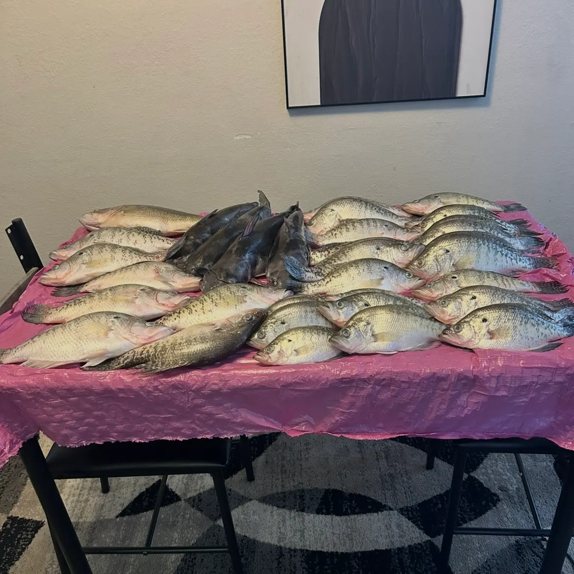 The most recent White crappie catches on Fishbrain