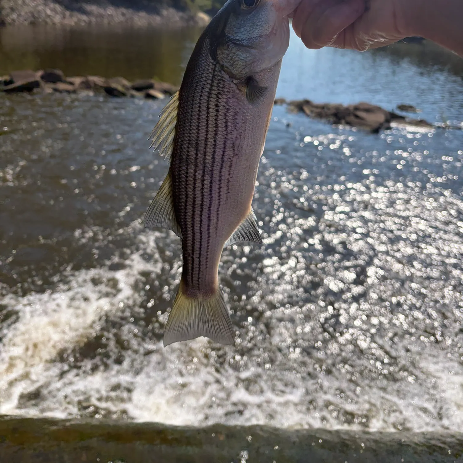 Striped bass caught on Fishbrain