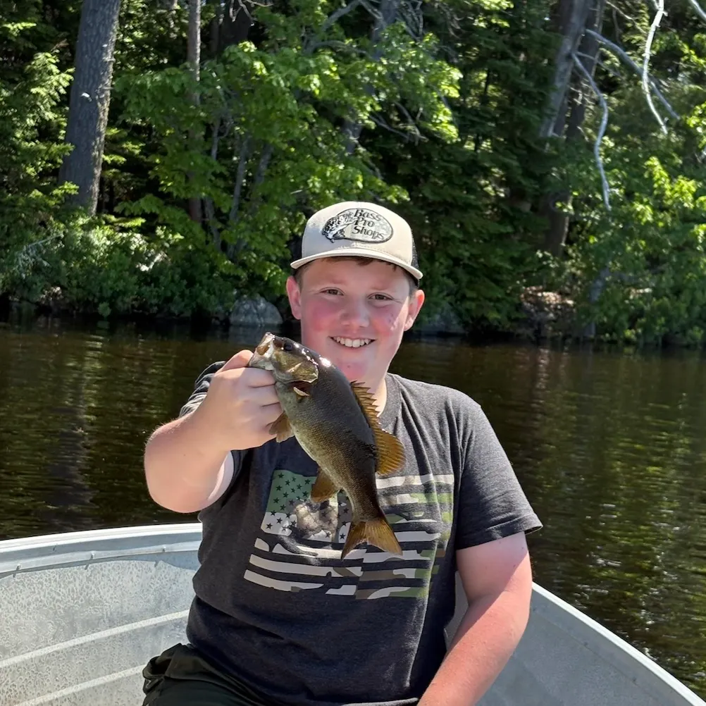 Smallmouth bass caught on Fishbrain