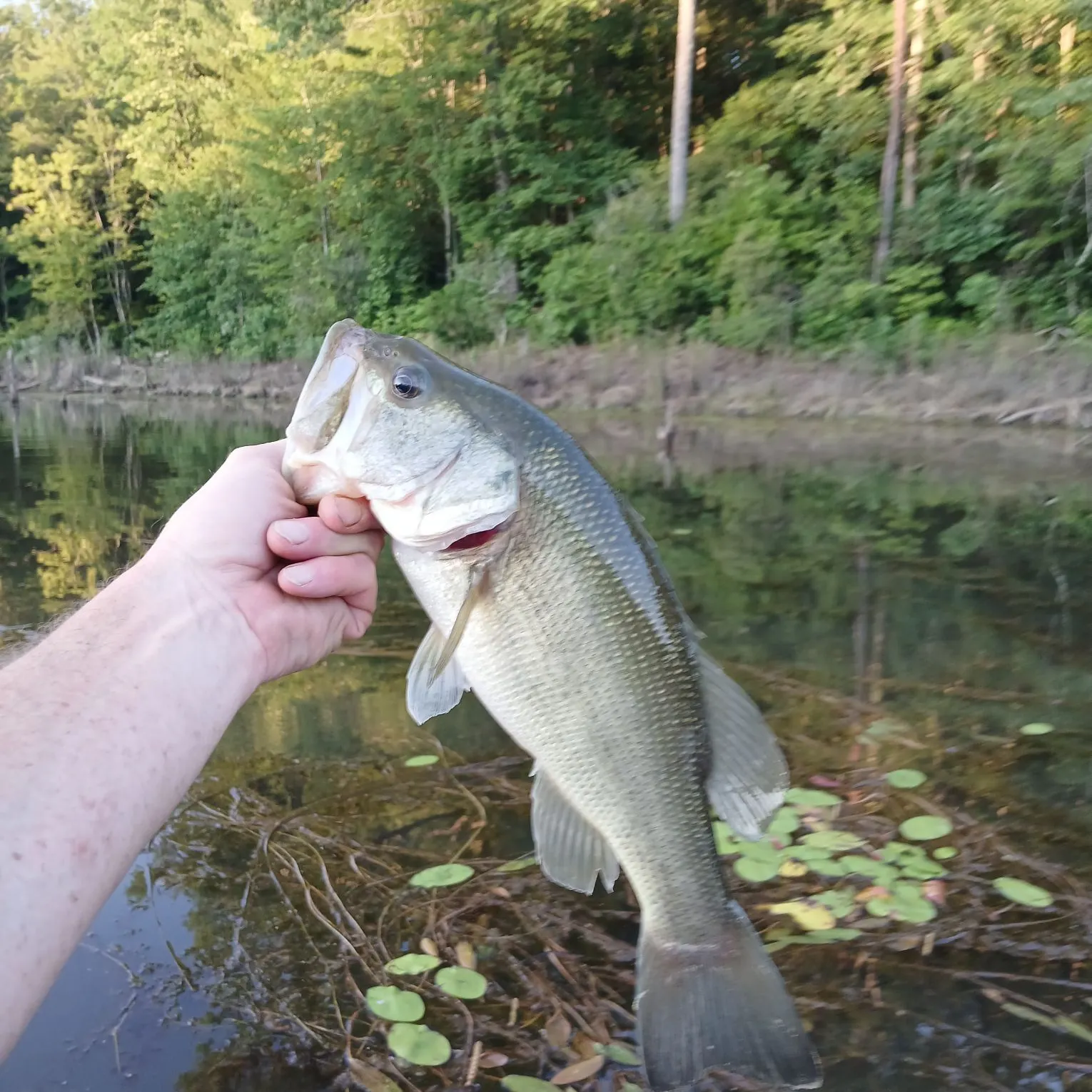 Largemouth bass caught on Fishbrain