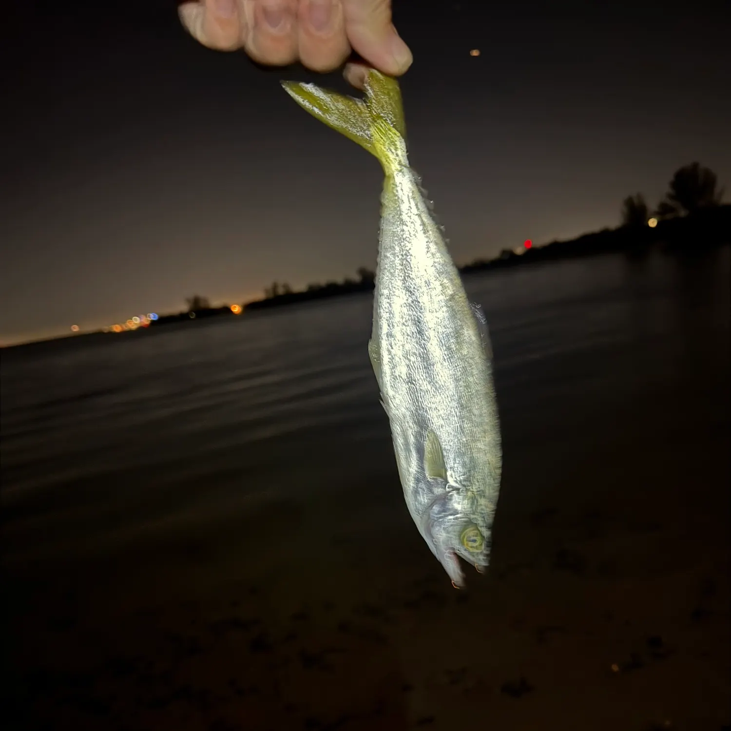 The most recent Leatherjack catches on Fishbrain