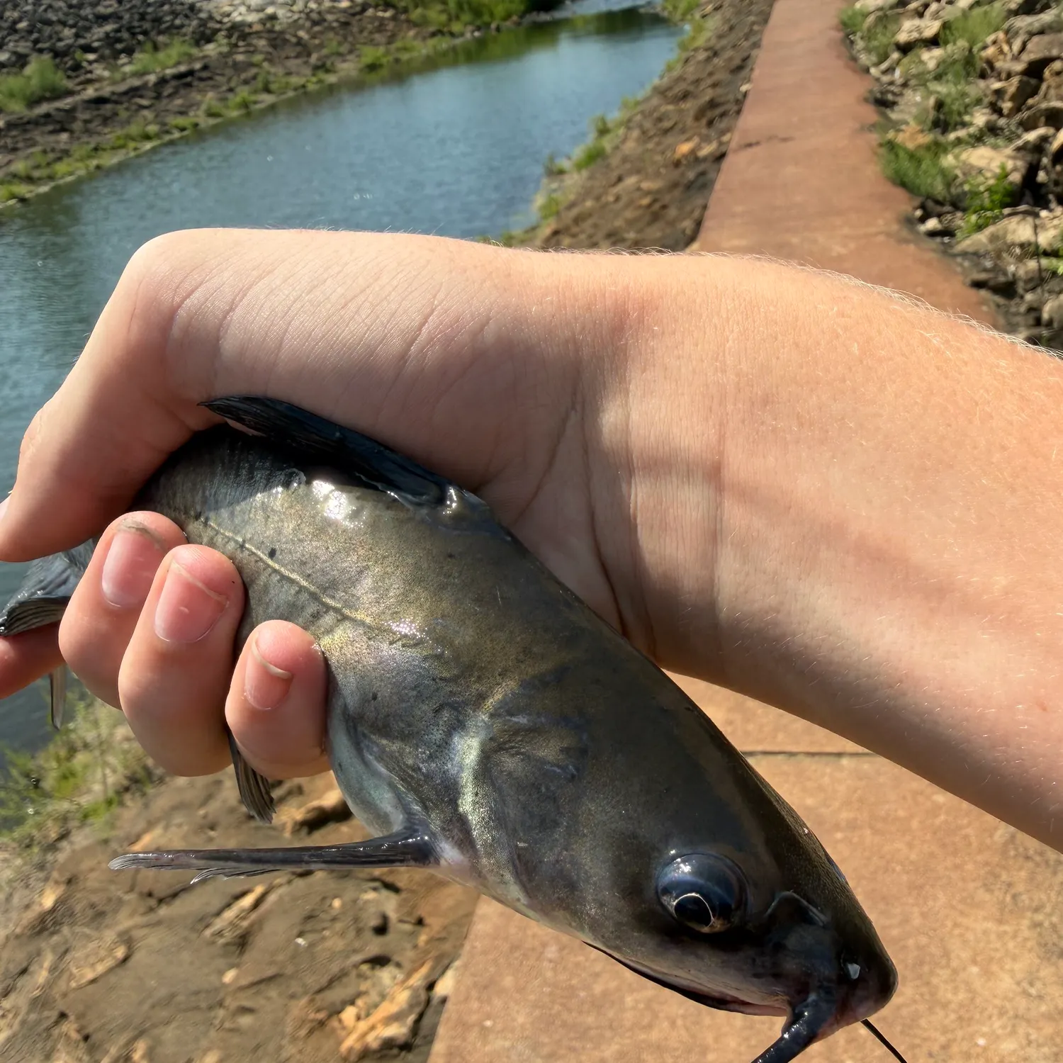 Channel catfish caught on Fishbrain