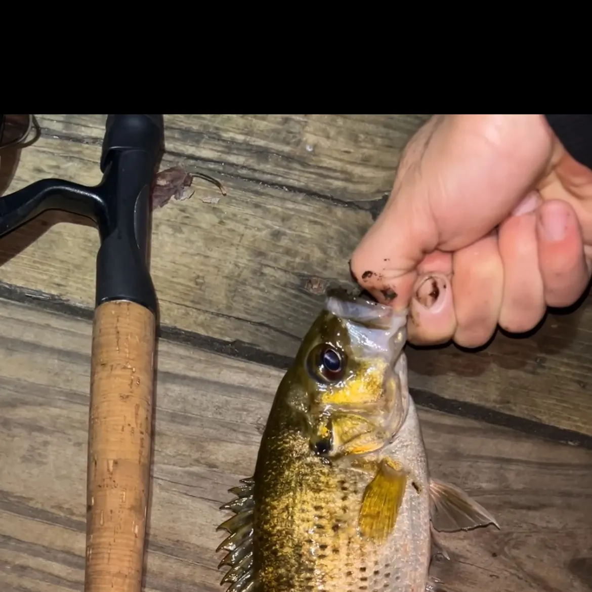 Rock bass caught on Fishbrain
