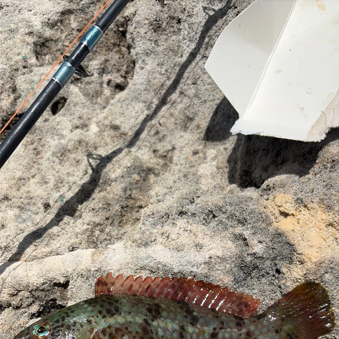 Redbelly tilapia caught on Fishbrain