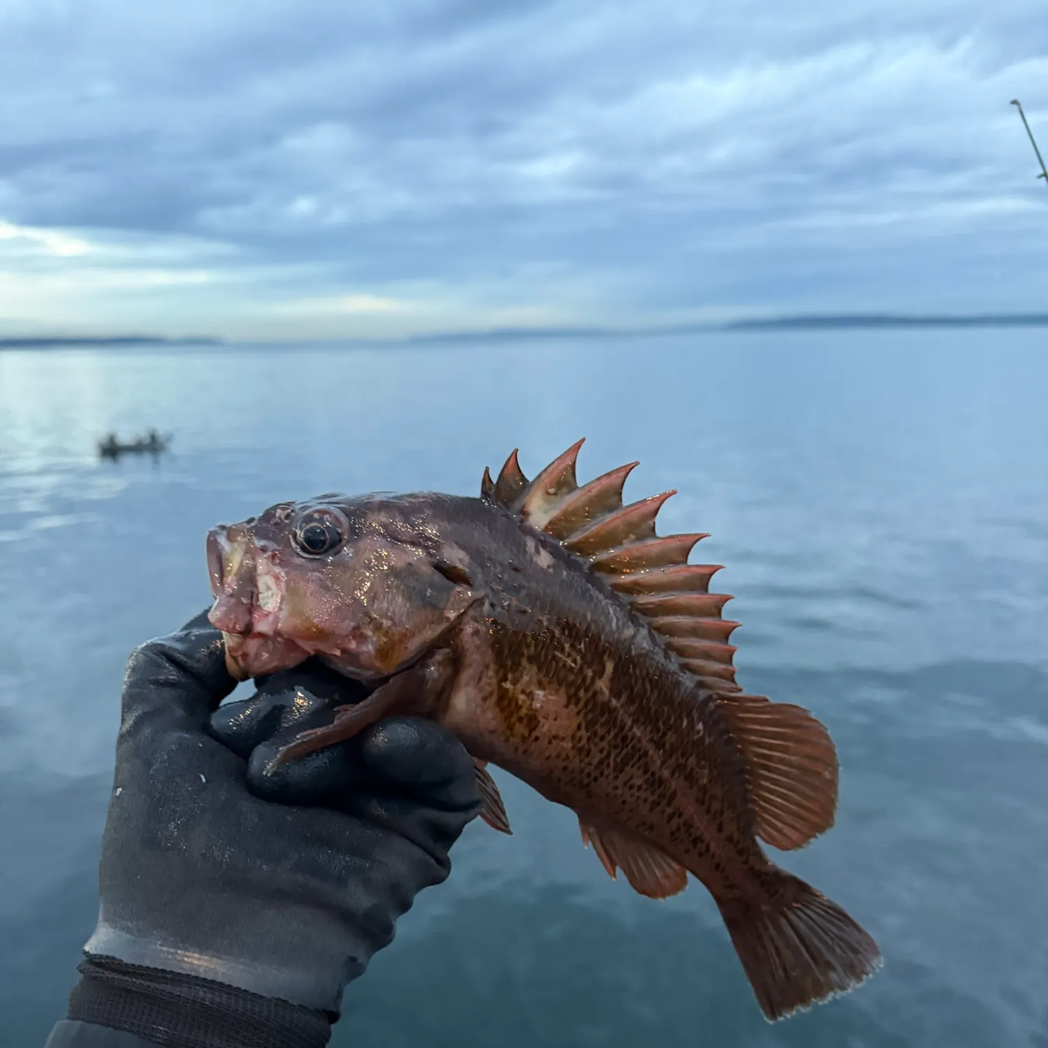 Copper rockfish caught on Fishbrain