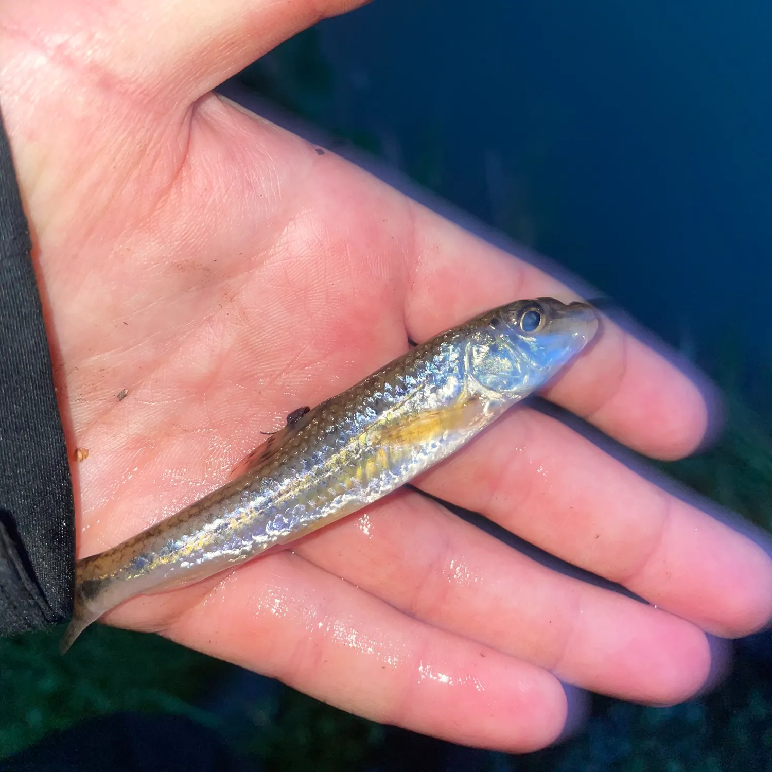 Gudgeon caught on Fishbrain