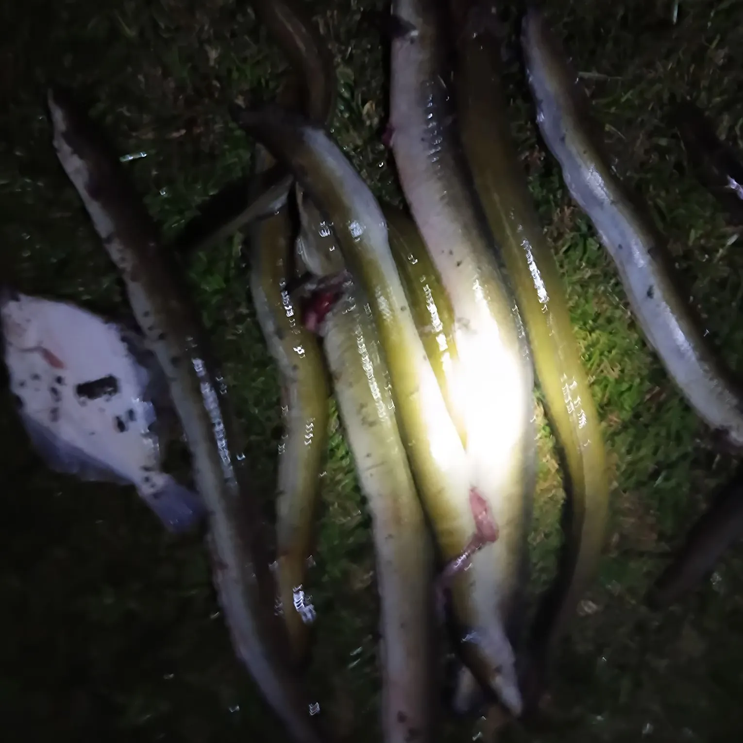 The most recent Shortfin eel catches on Fishbrain