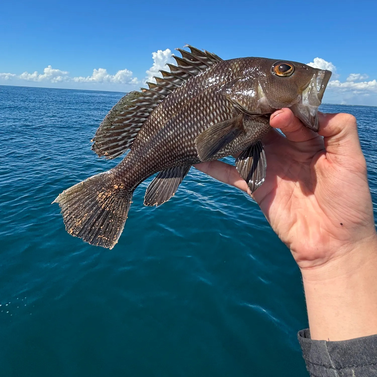 Black sea bass caught on Fishbrain